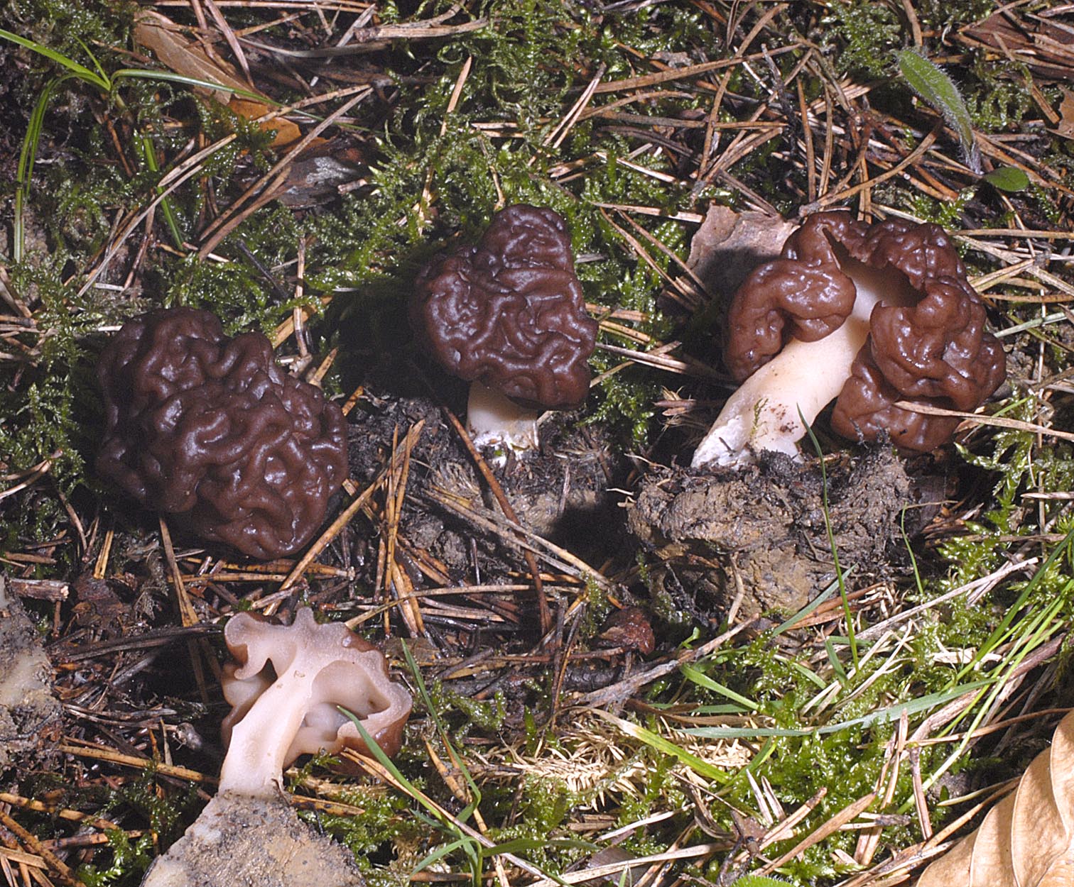 30042013213523 158 art 169 gyr esculenta 5738 2 kopie