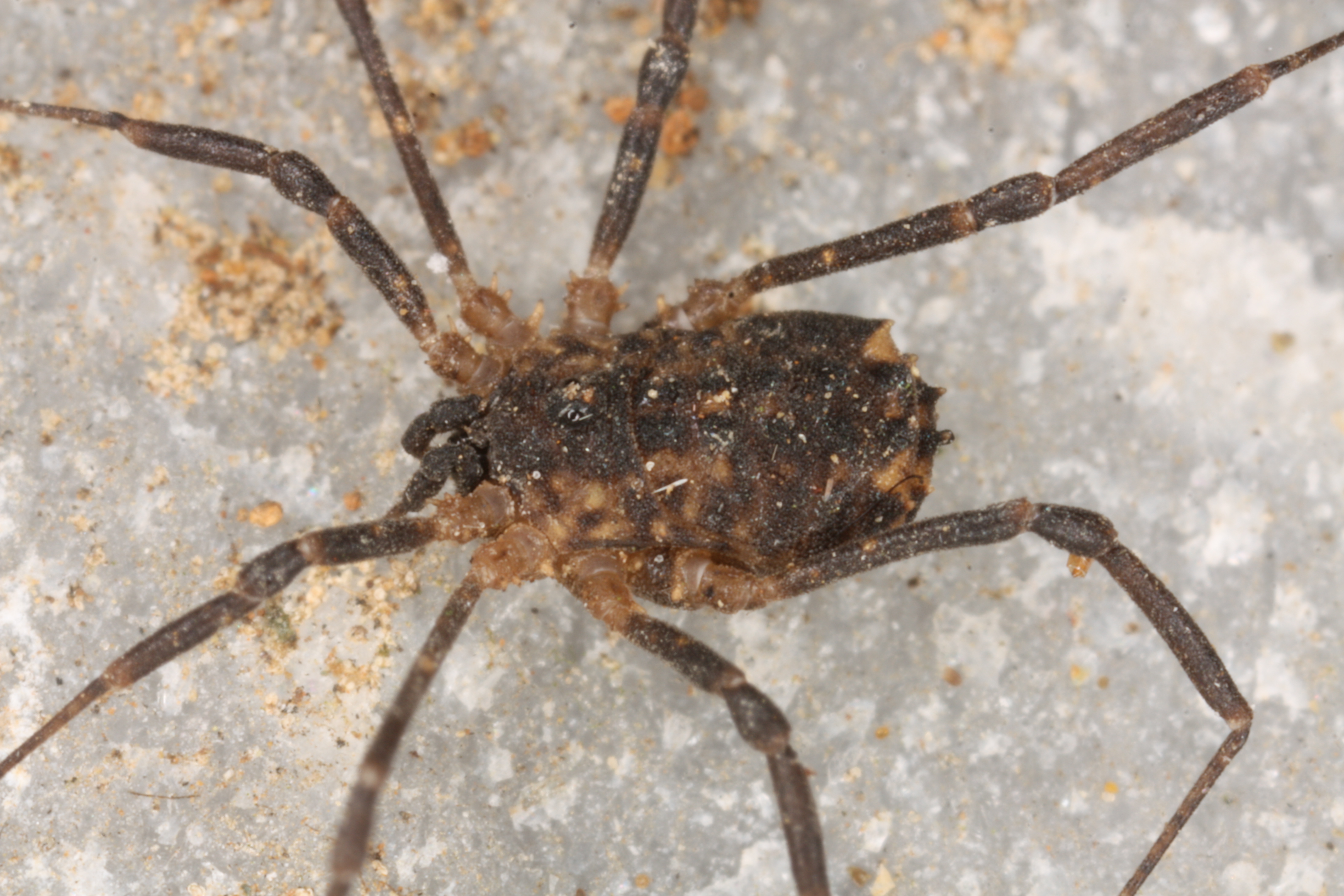 30052013113325 808 art 338 astrobunus laevipes m Ostlicher panzerkanker st magerrasen 9 st peter 1 10 09 34 chko