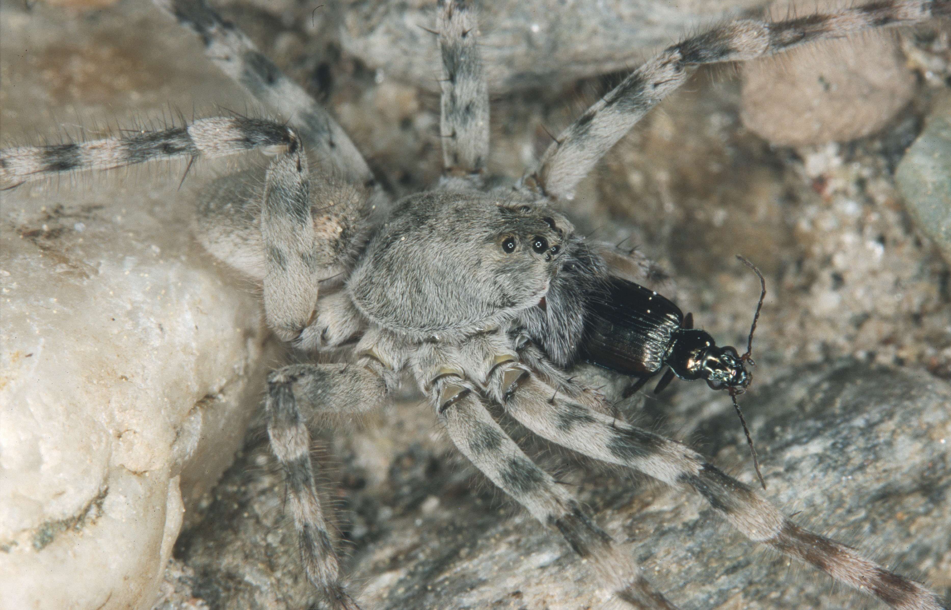 30052013121124 809 art 578 arctosa cinerea carab sabu 19 05 03