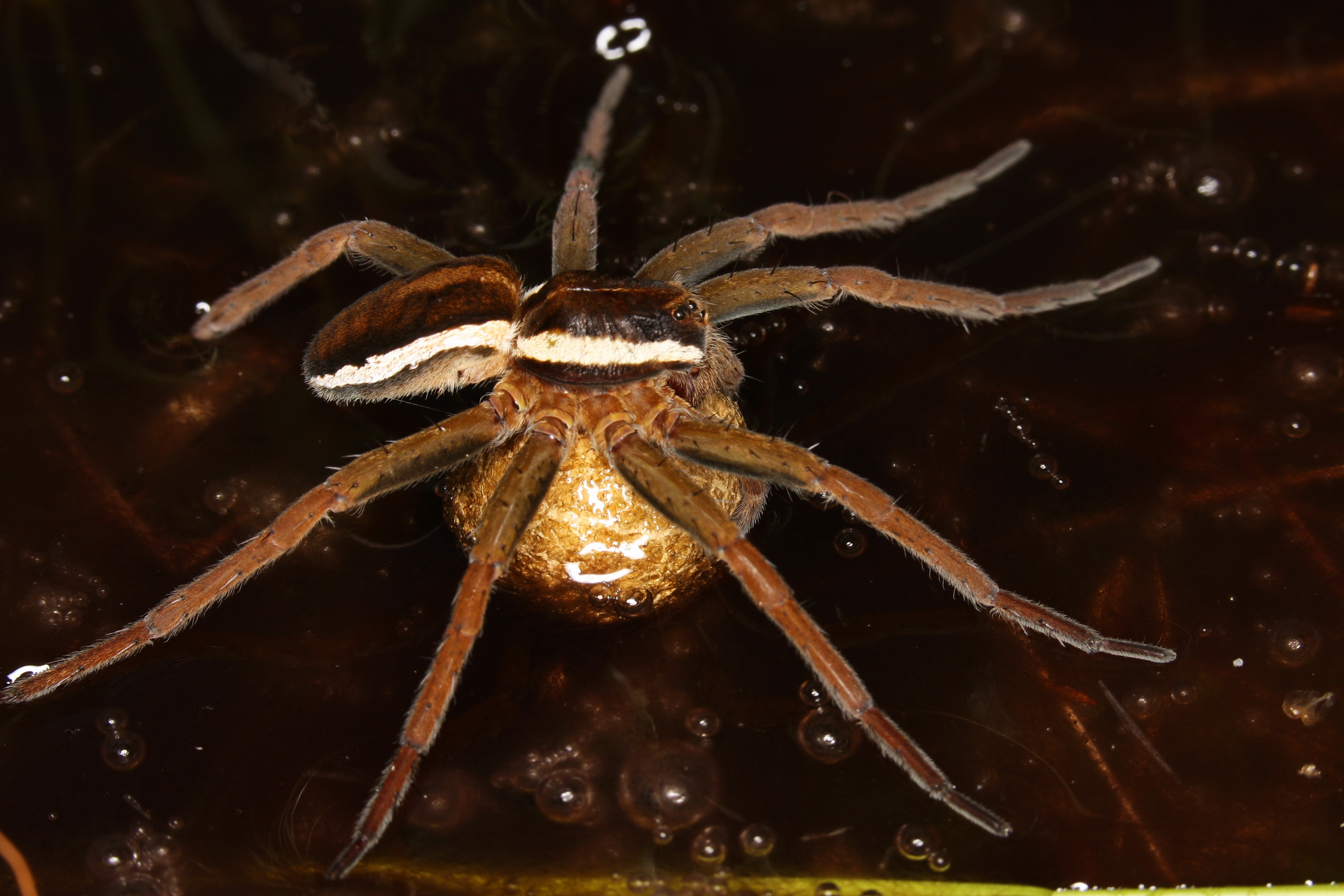 30052013121336 810 art 579 dolomedes fimbriatus oO romo ck 4 7 2011 rotmoos 20 k