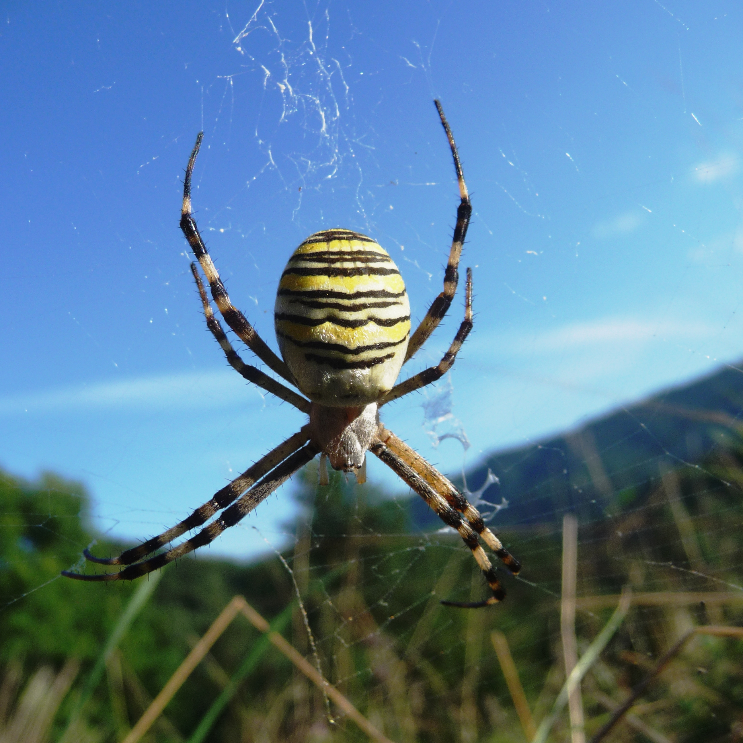 30052013122924 811 art 741 wespenspinne