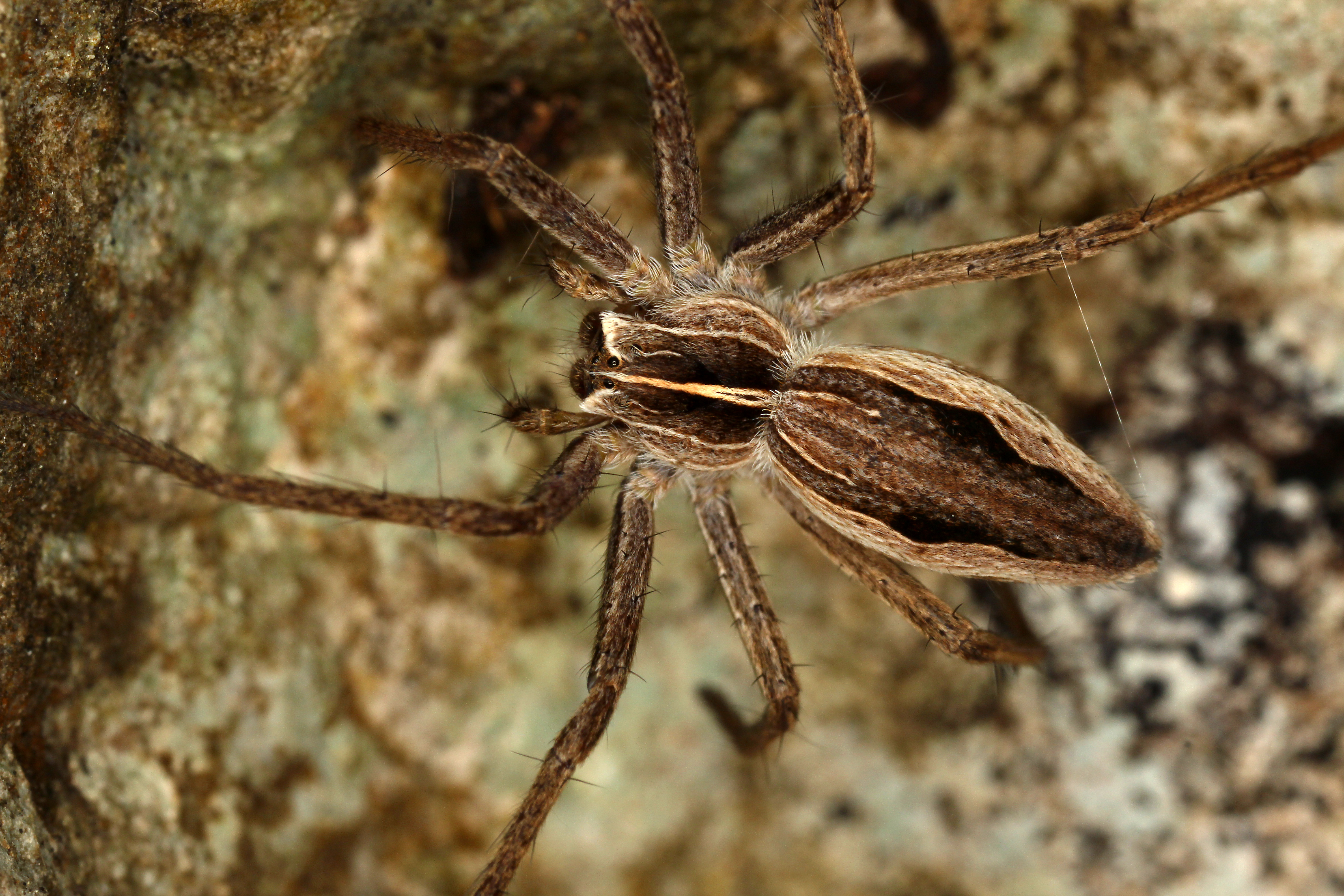 30052013123337 812 art 742 pisaura mirabilis st geo tag gesause hieflau kalktal 29 5 2010 chko 4 korrf