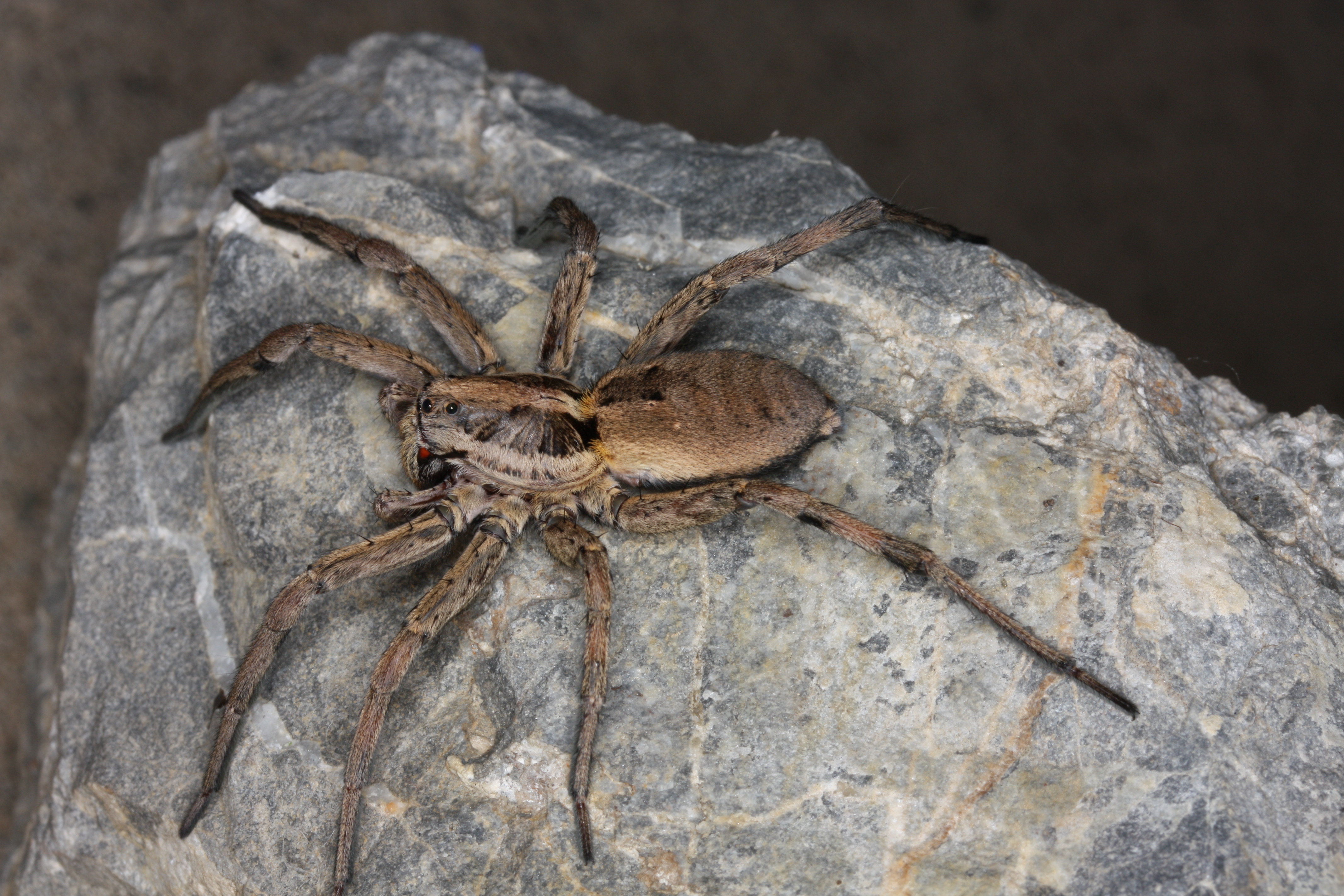 30052013123759 813 art 743 hogna radiata strahlende tarantel styria xxx 13 7 2008 chko 08