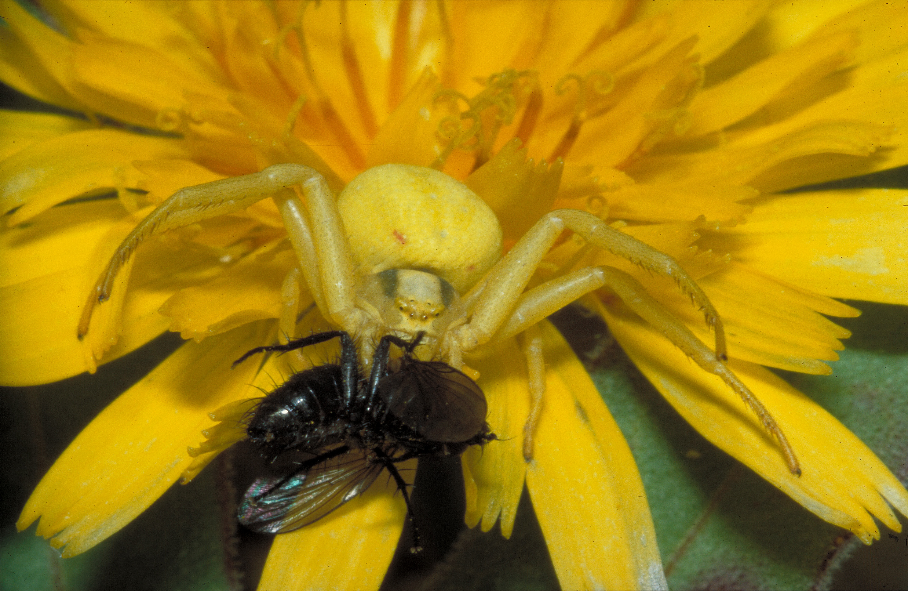 30052013125458 815 art 746 misumena vatia f gelb mit fliege ch komposch