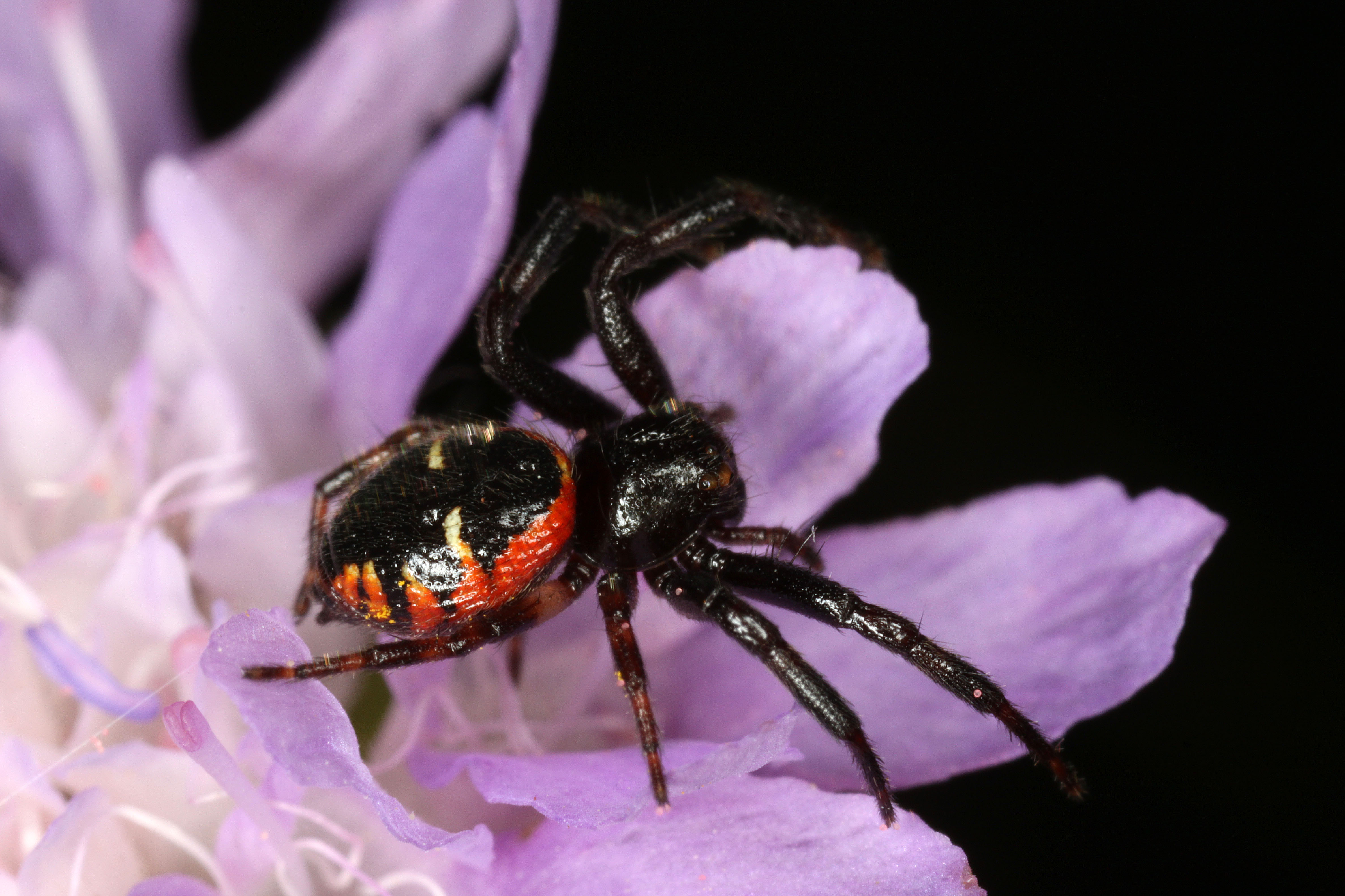 30052013125945 816 art 747 synaema globosum b mattersburg chko 30 6 2010 chko 8 korrf m