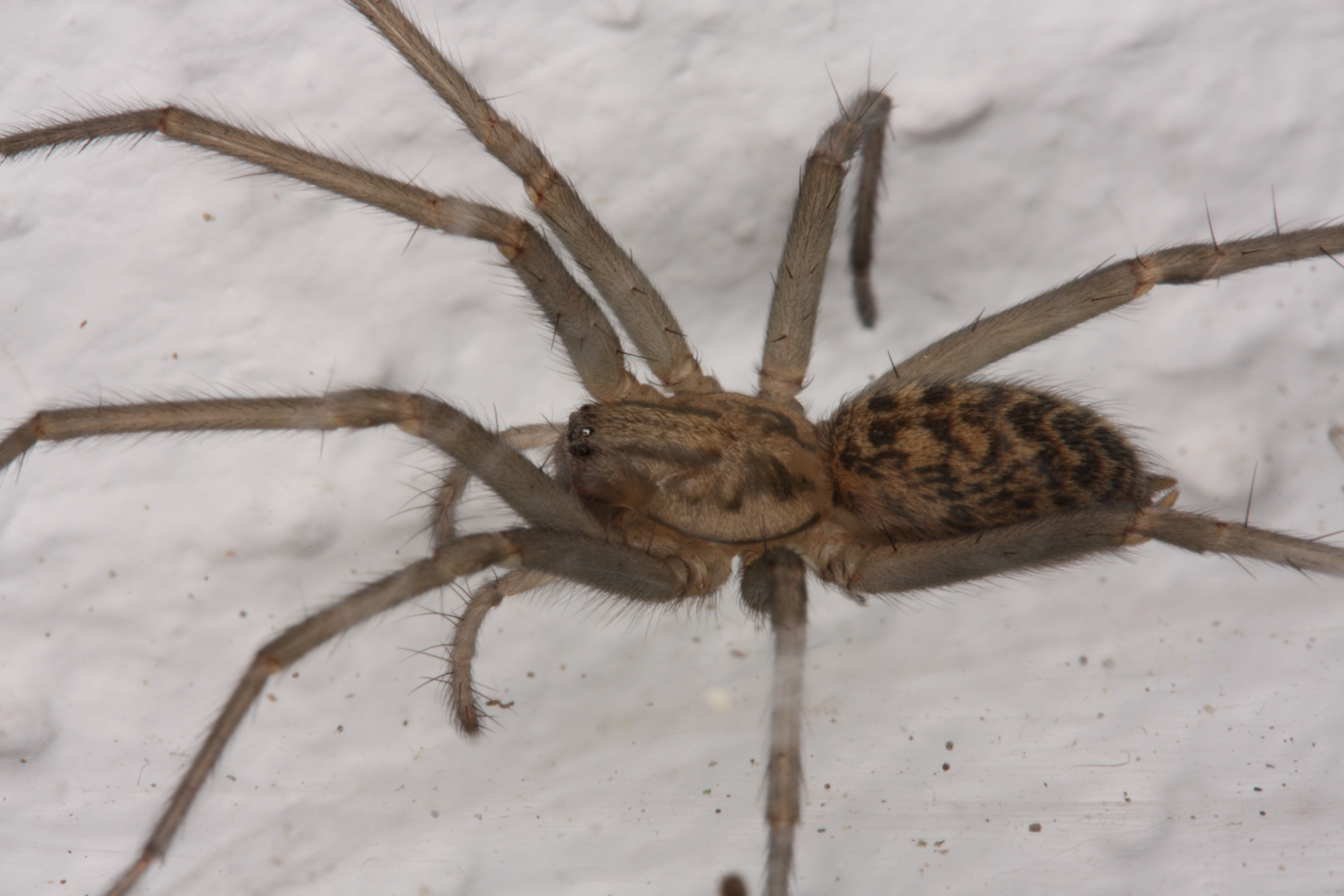 30052013130632 817 art 748 tegenaria cf atrica j styria graz s22 18 07 2008 ck 14