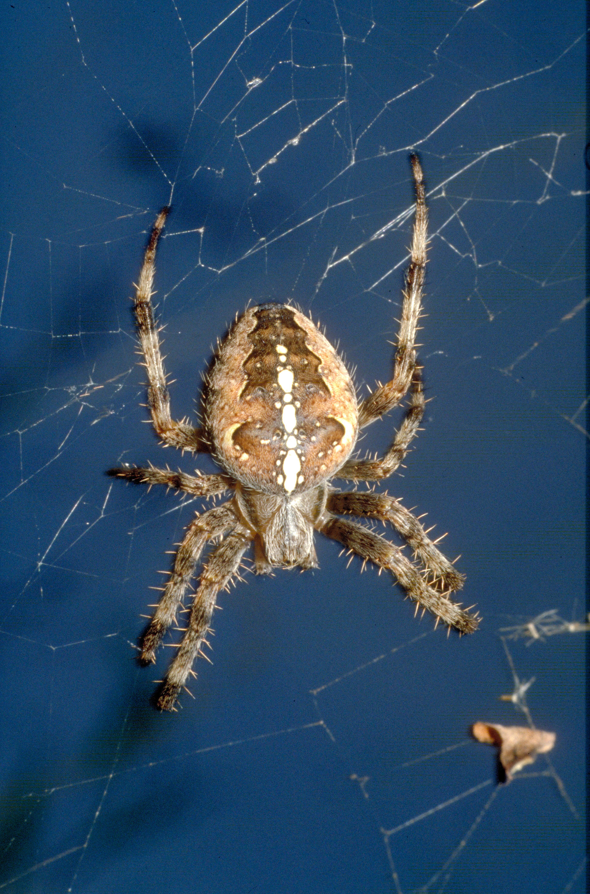 30052013131103 818 art 749 araneus diadematus gartenkreuzspinne f foto ch komposch h