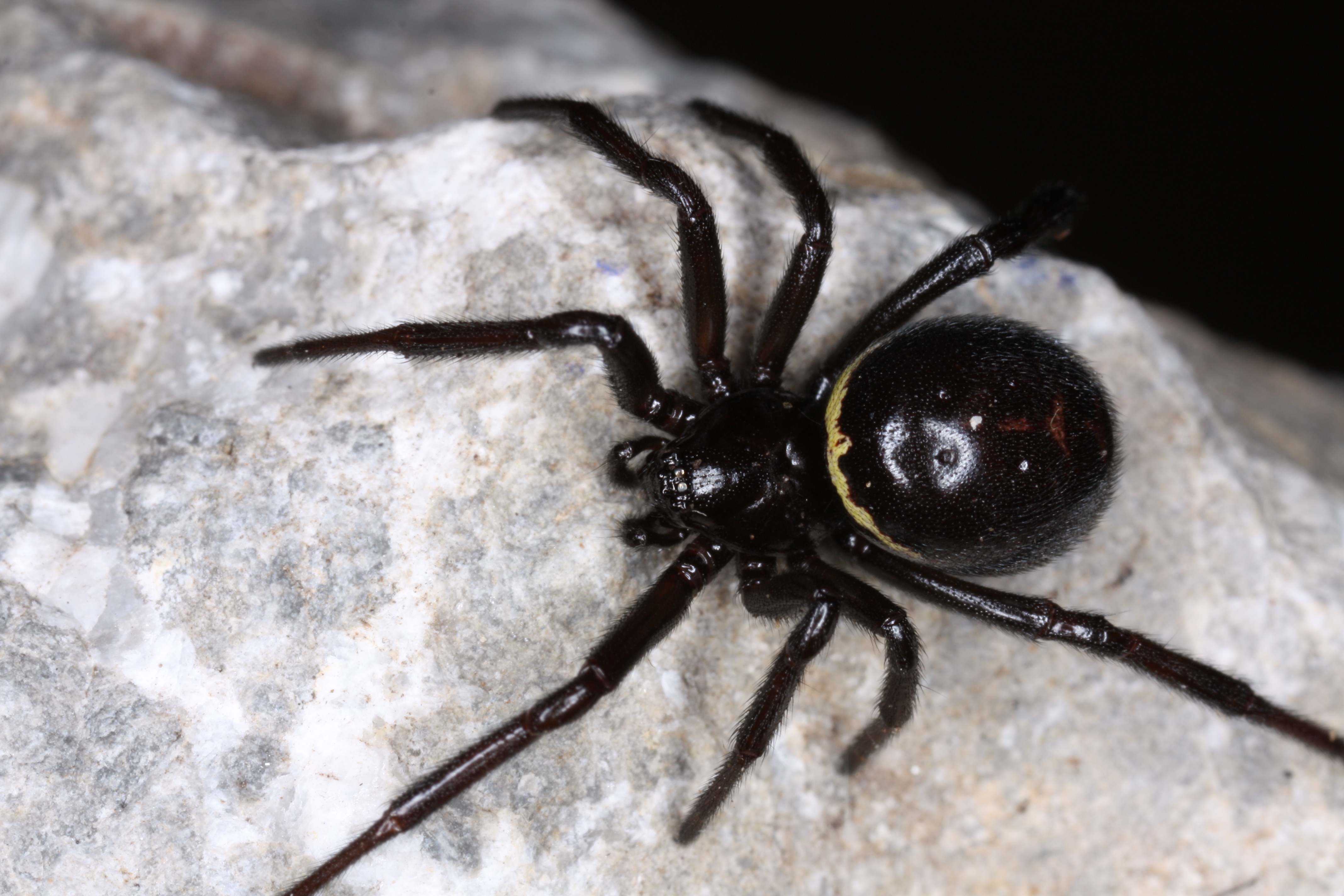 30052013131339 819 art 750 steatoda paykulliana f st trockenrasen id047a kogel 9 9 08 chko 06