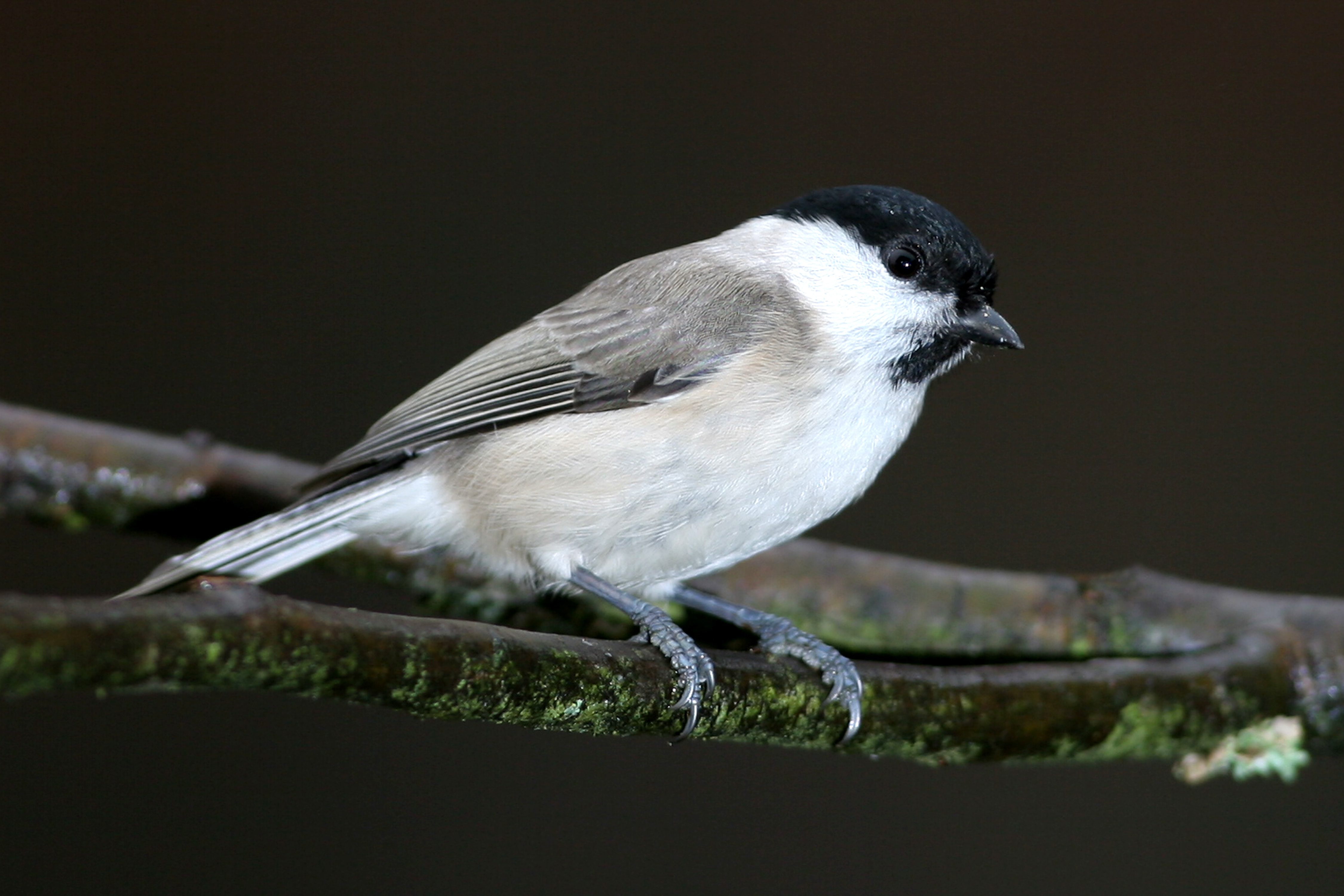 30052014082241 2429 art 1502 img 0006