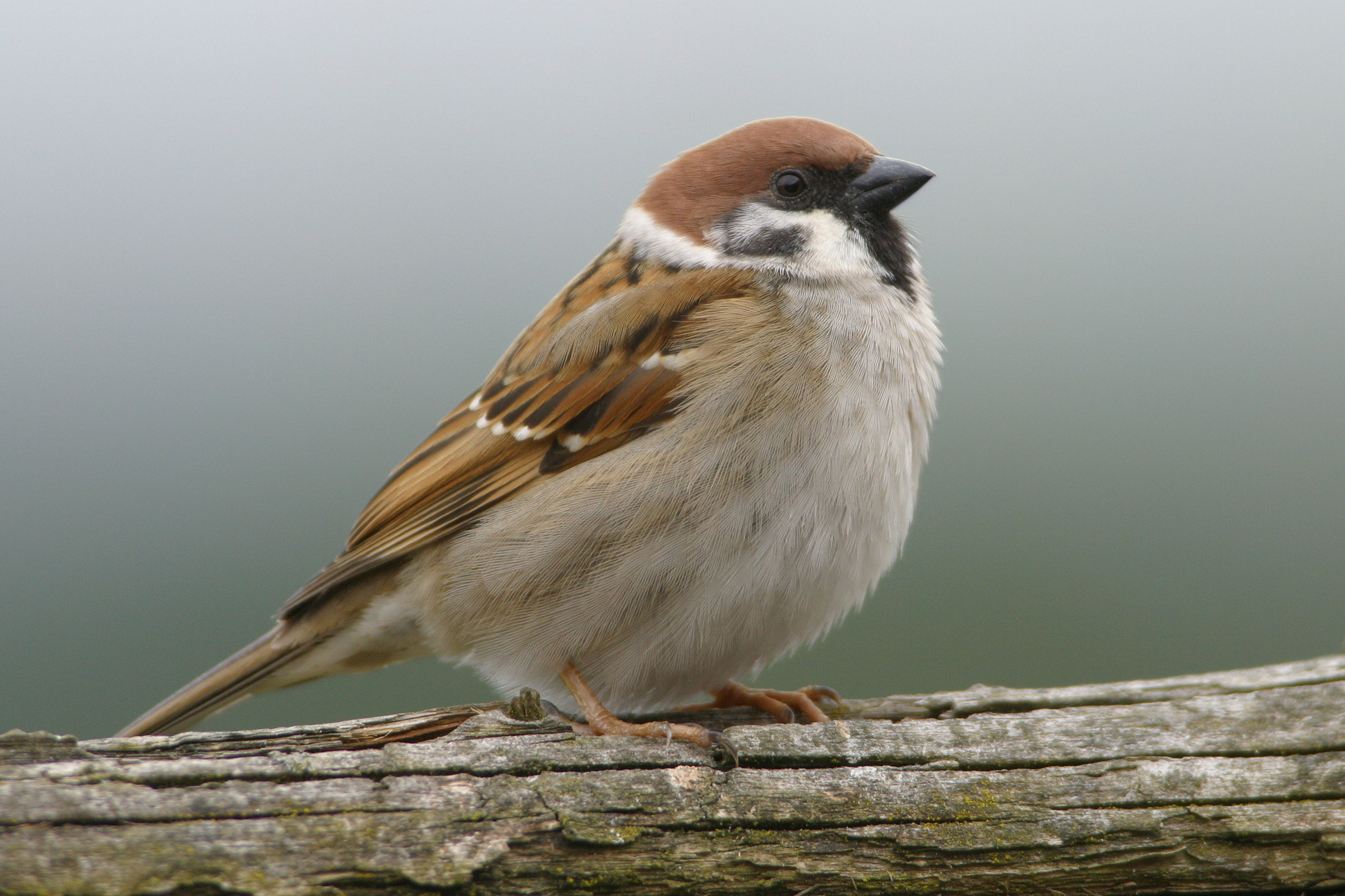 30052014083345 2430 art 1503 img 0023