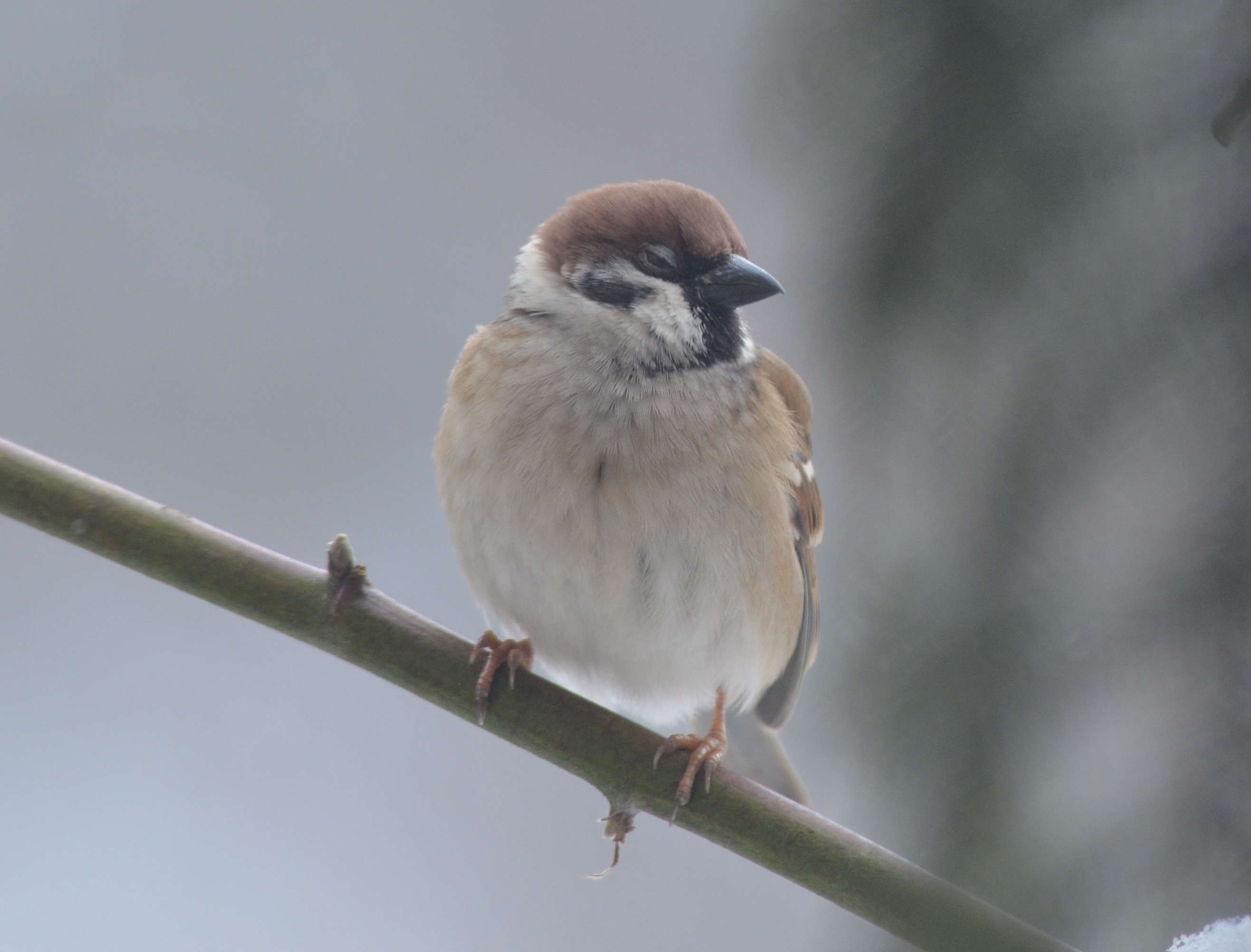 30052014083756 2431 art 1503 feldsperling