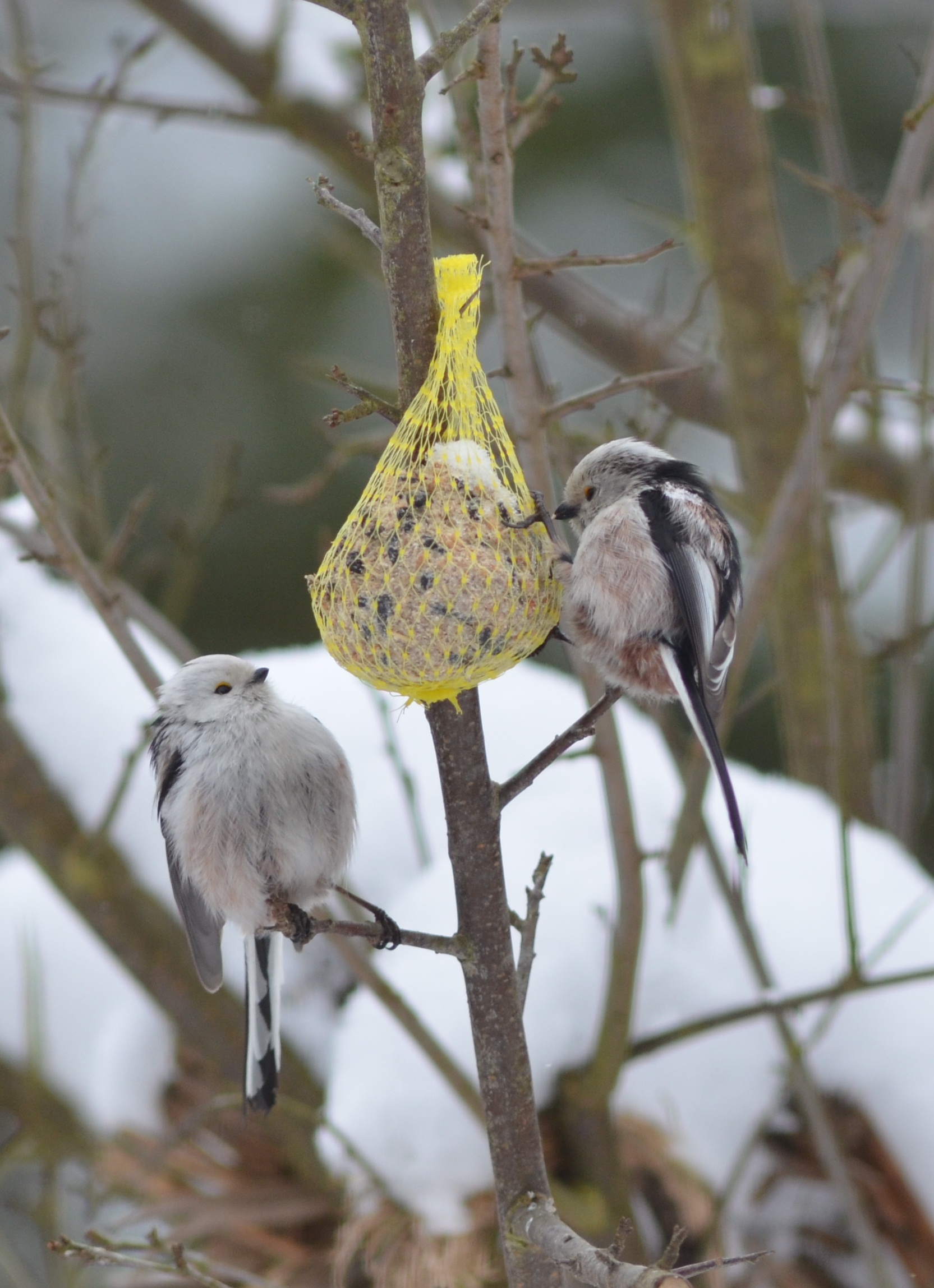 30052014090731 2432 art 1504 schwanzmeisen1