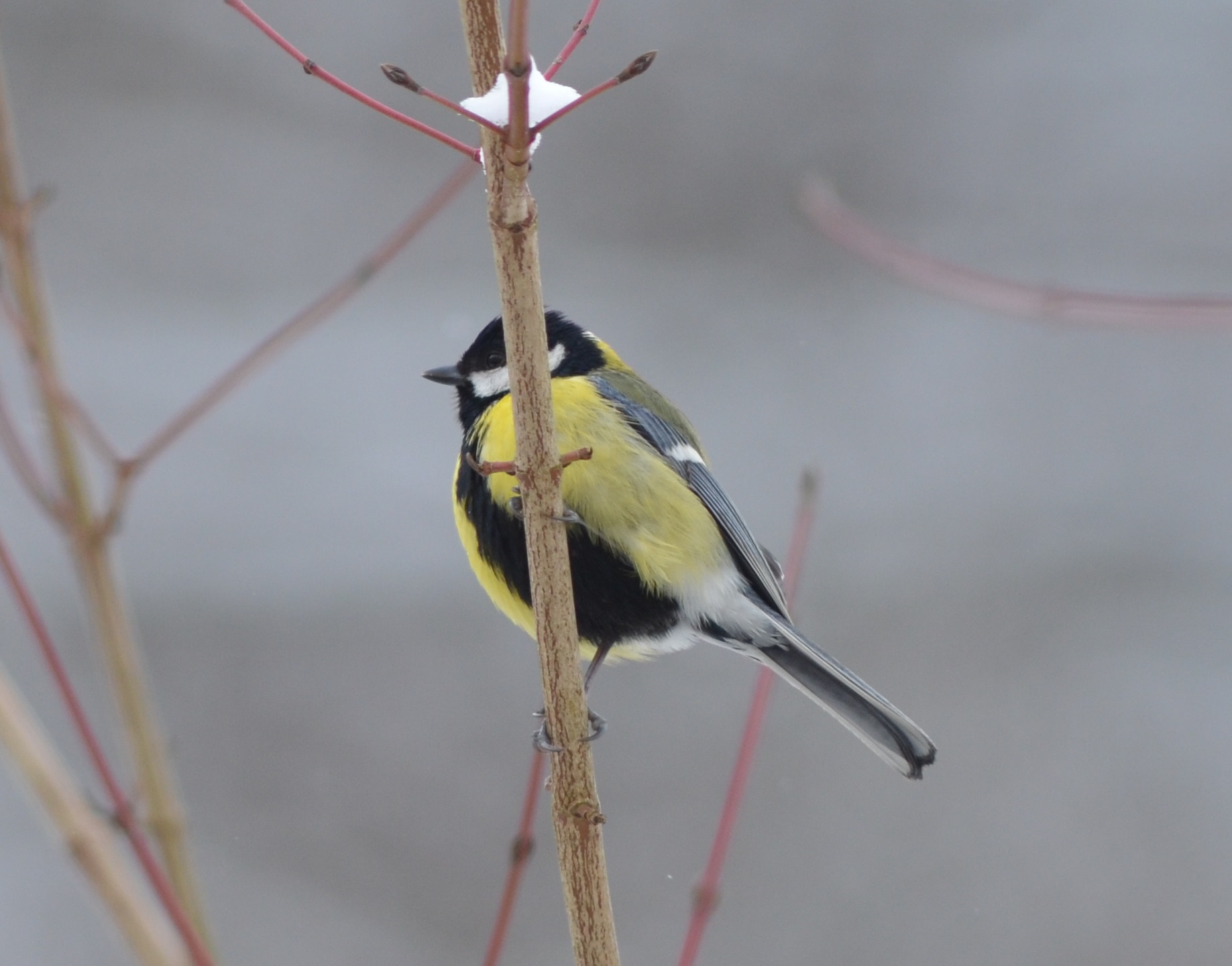 30052014092027 2433 art 1505 kohlmeise