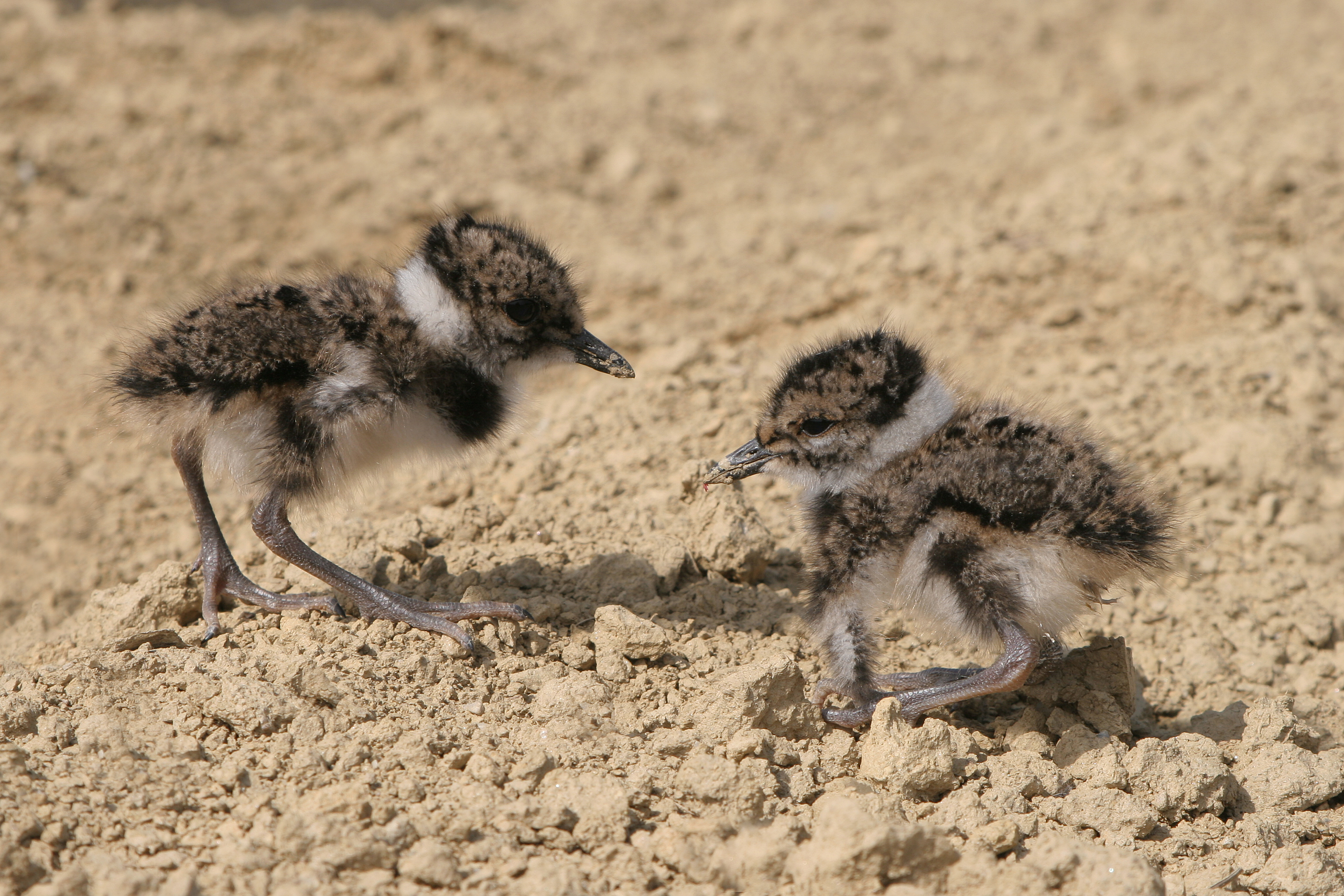 30052014094548 2437 art 1275 img 0245