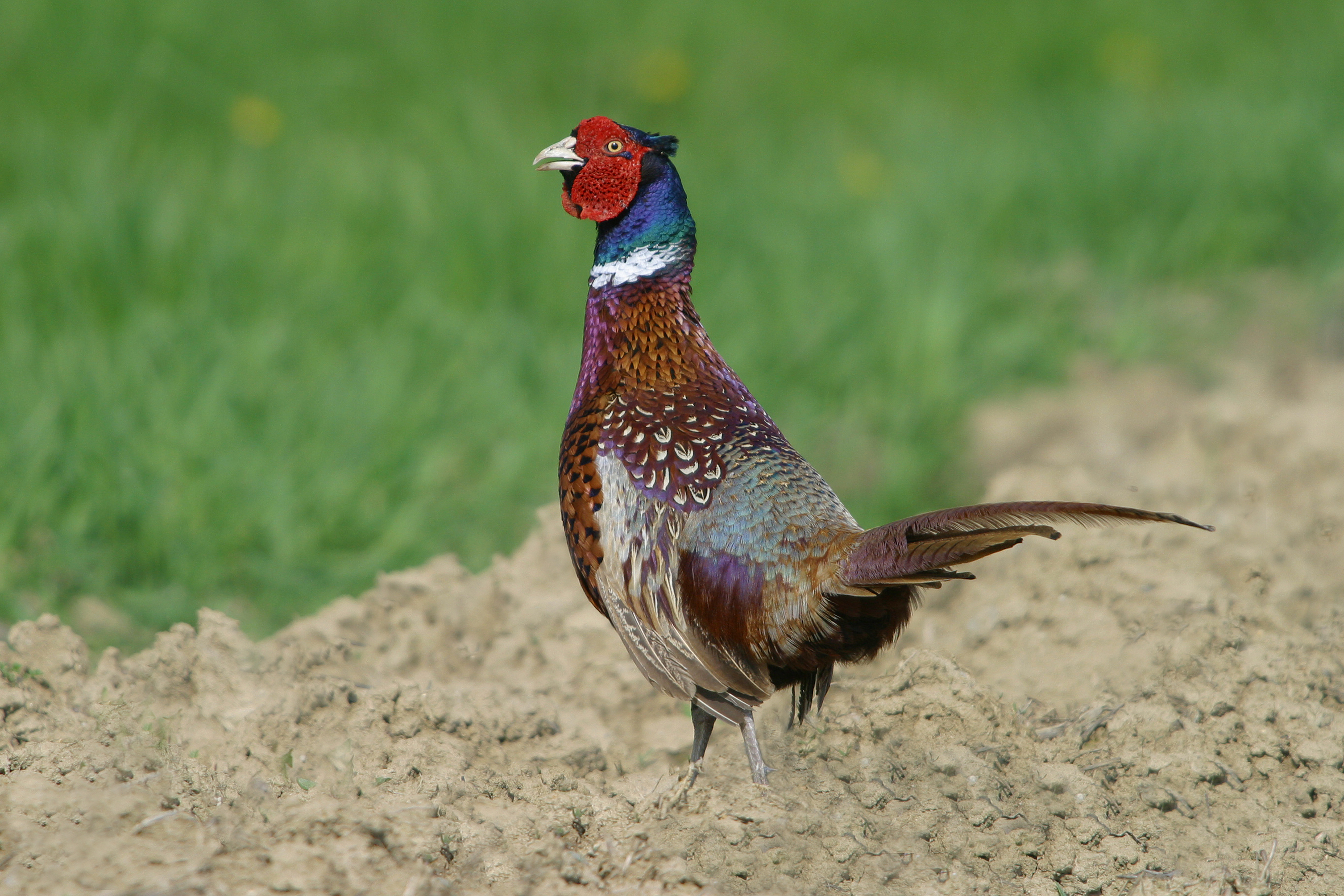 30052014100139 2439 art 1507 img 0168