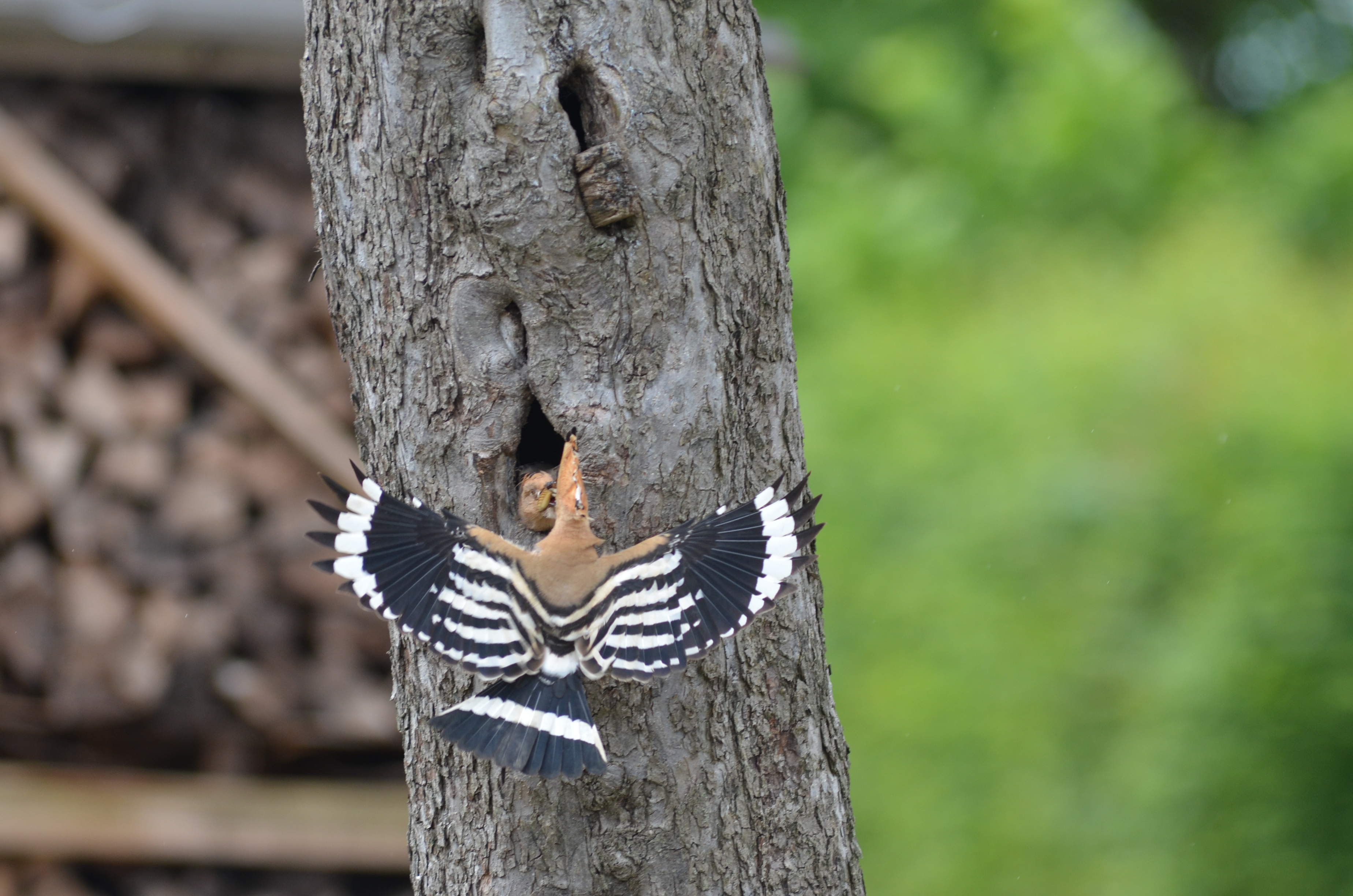 30052014100418 2440 art 754 dsc 4928