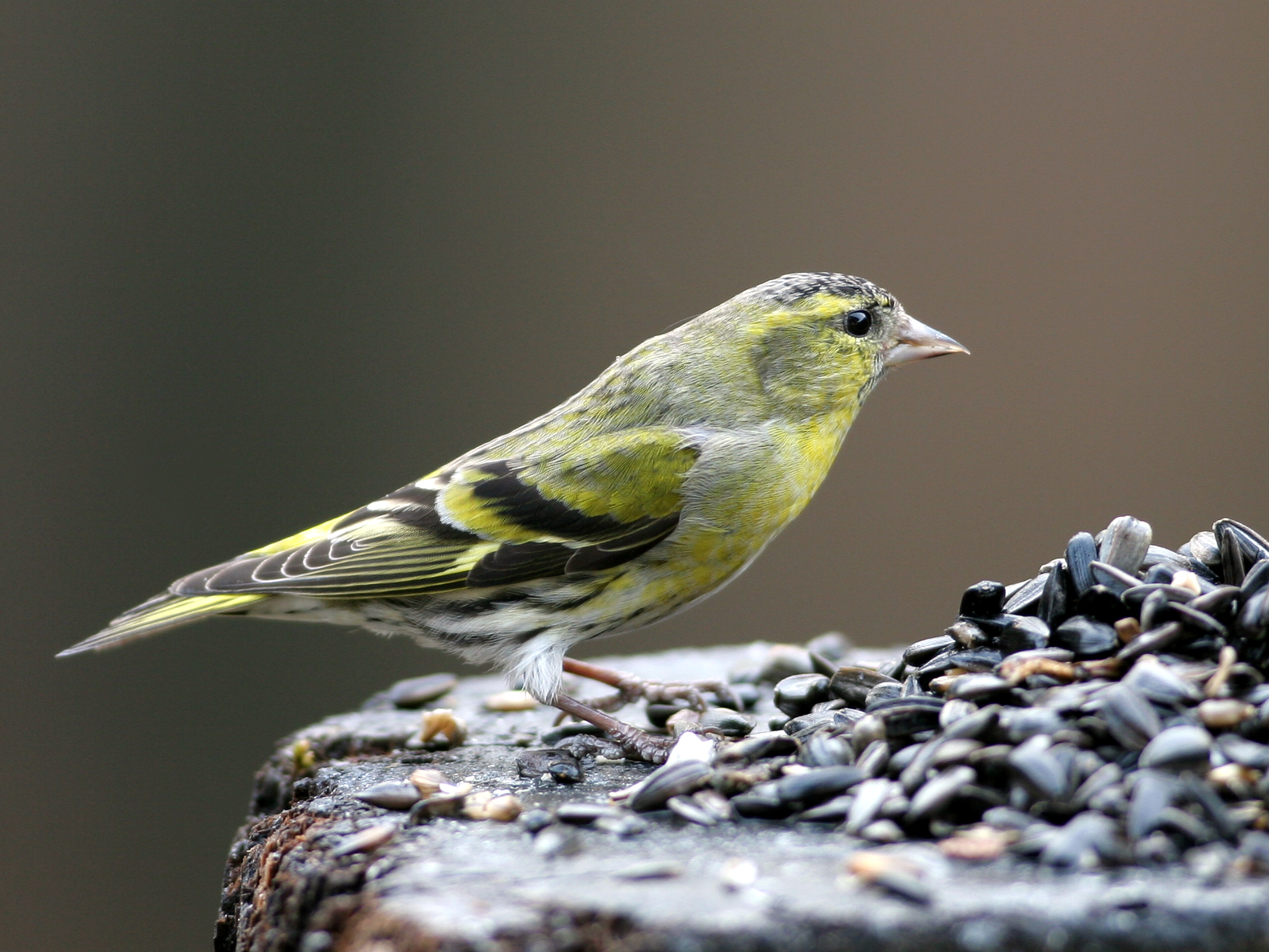 30052014104314 2442 art 1509 img 0560