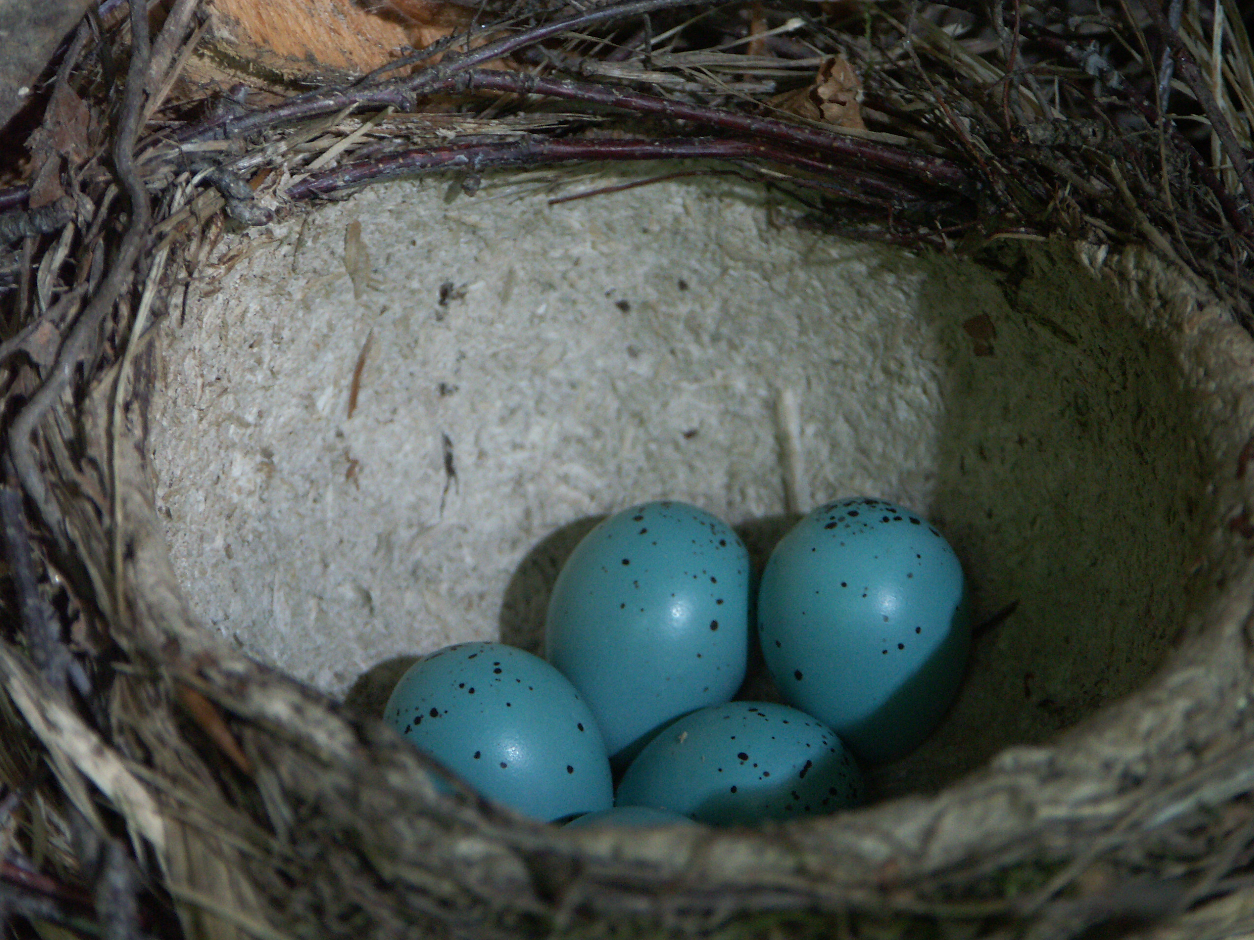 30052014112158 2445 art 1511 pict1744