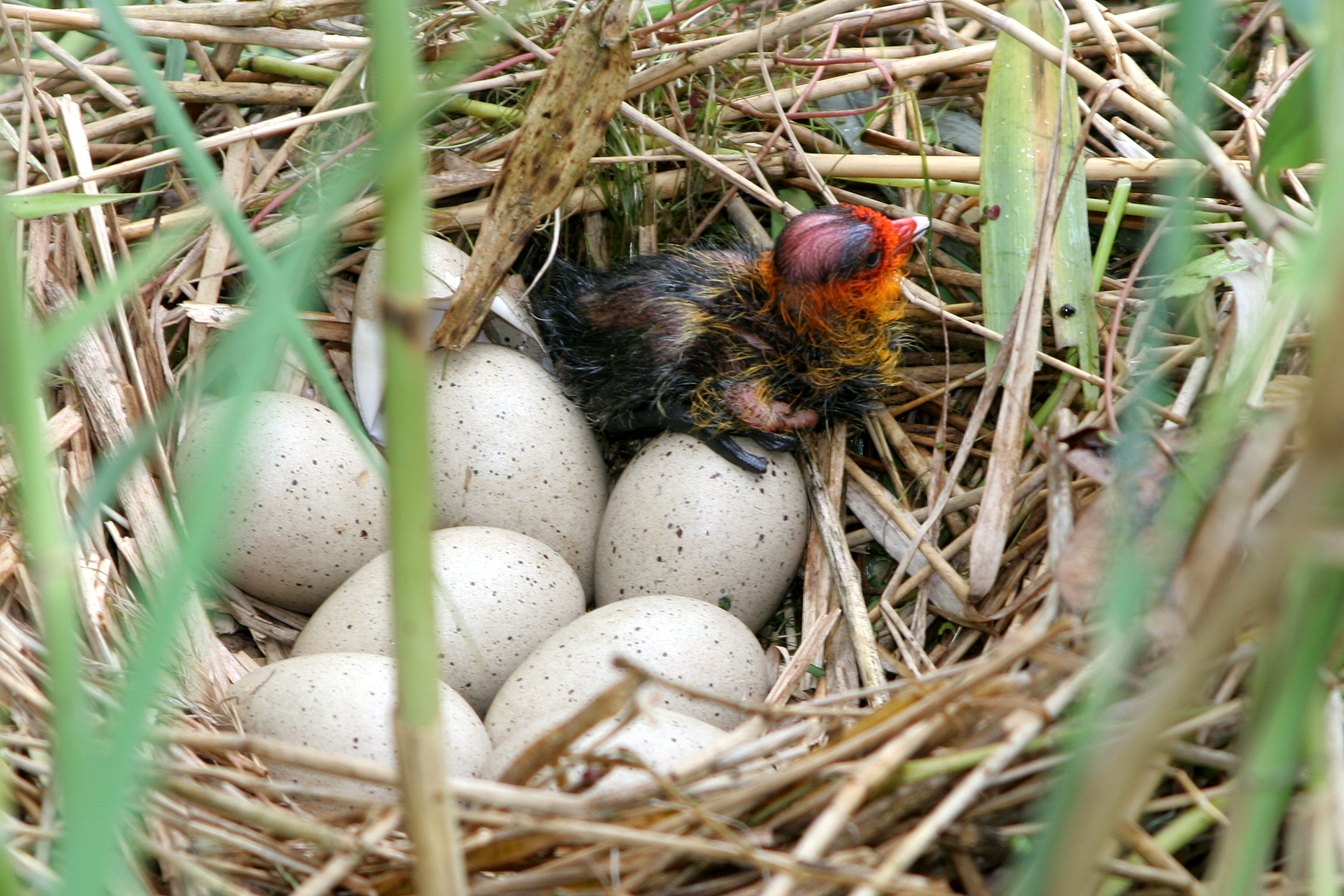 30052014112846 2446 art 1277 img 1287