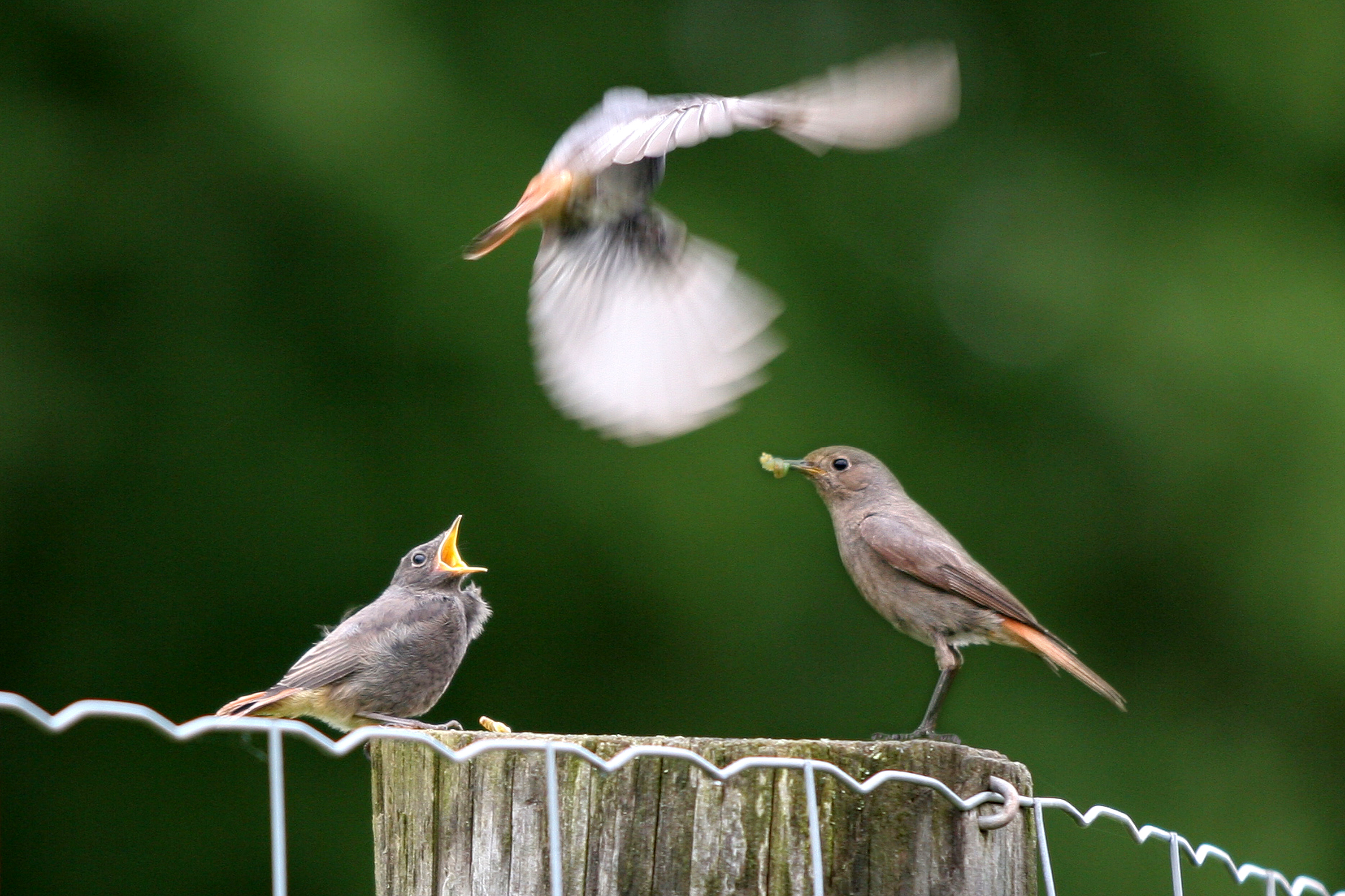 30052014114317 2447 art 1512 img 1833