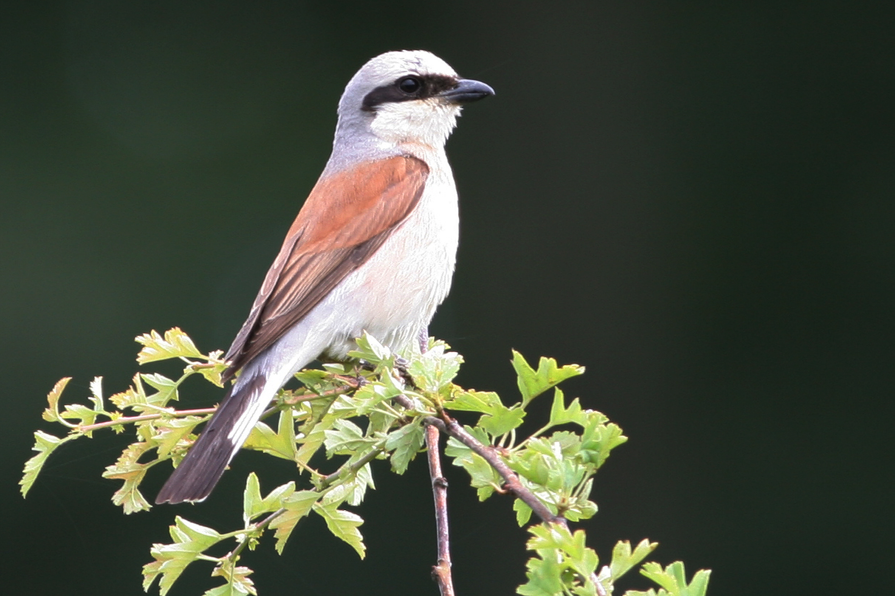 30052014114540 2448 art 752 img 2291 v