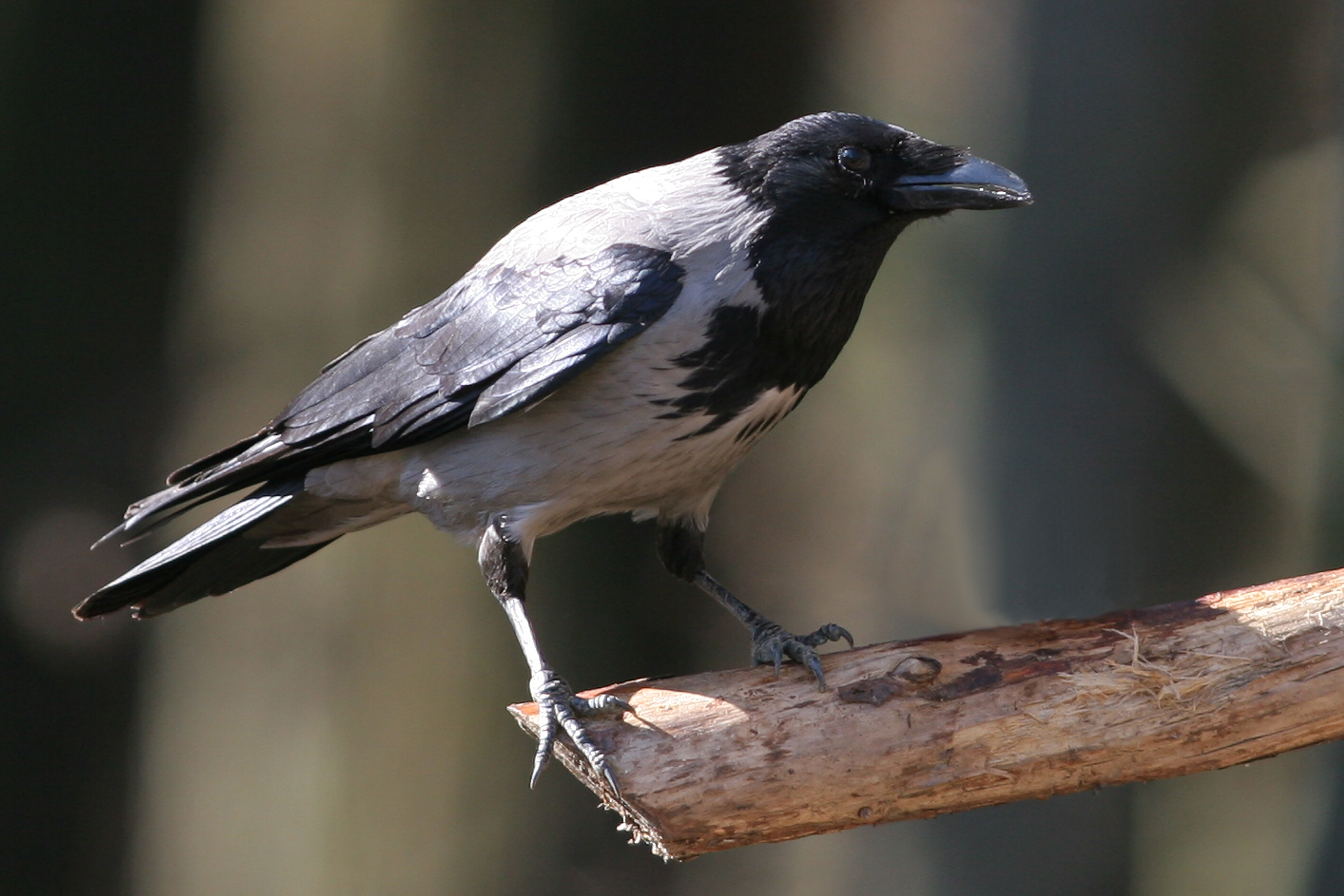 30052014120945 2449 art 1513 img 2332