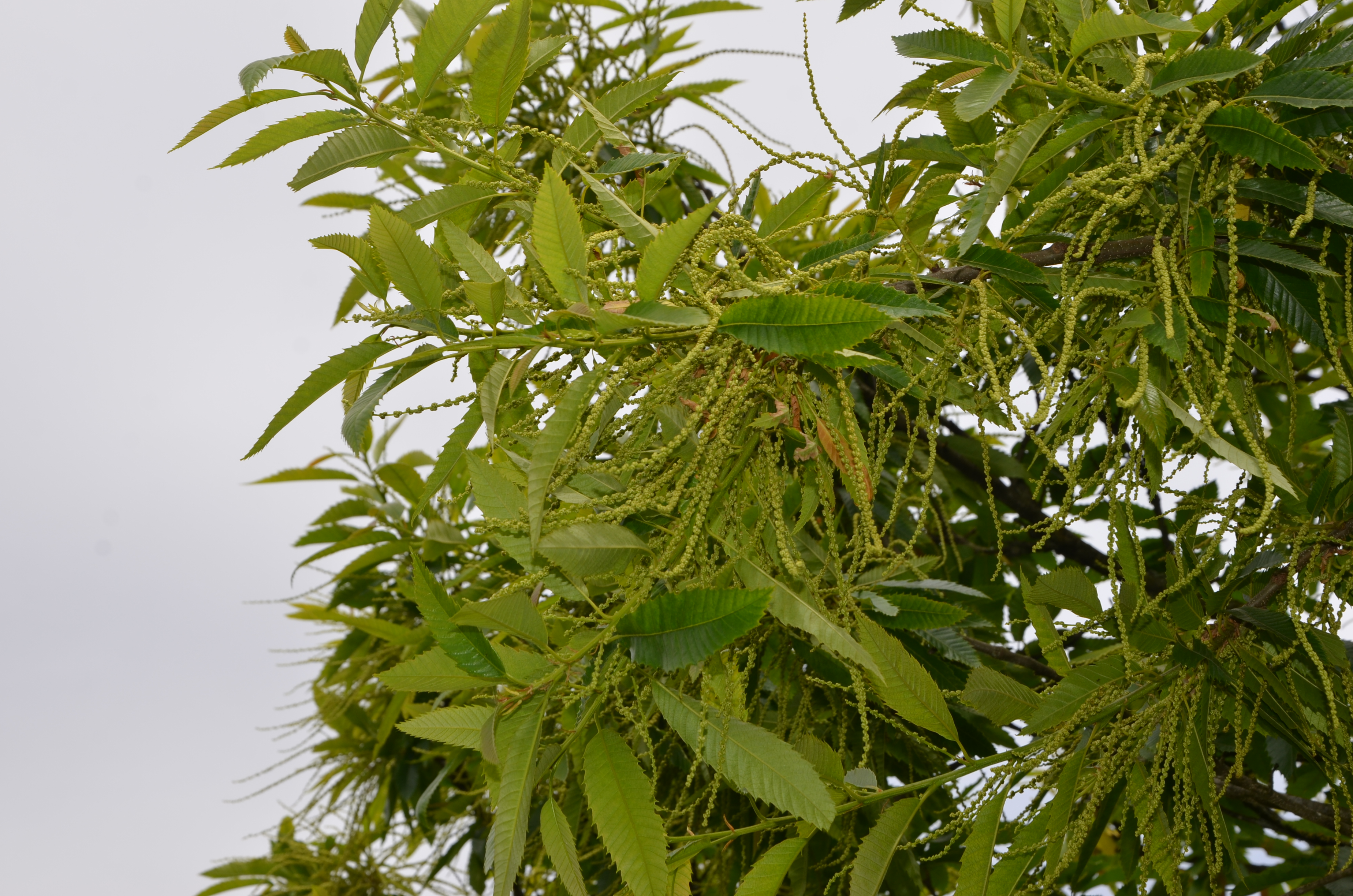 30052014150517 2453 art 475 dsc 4944