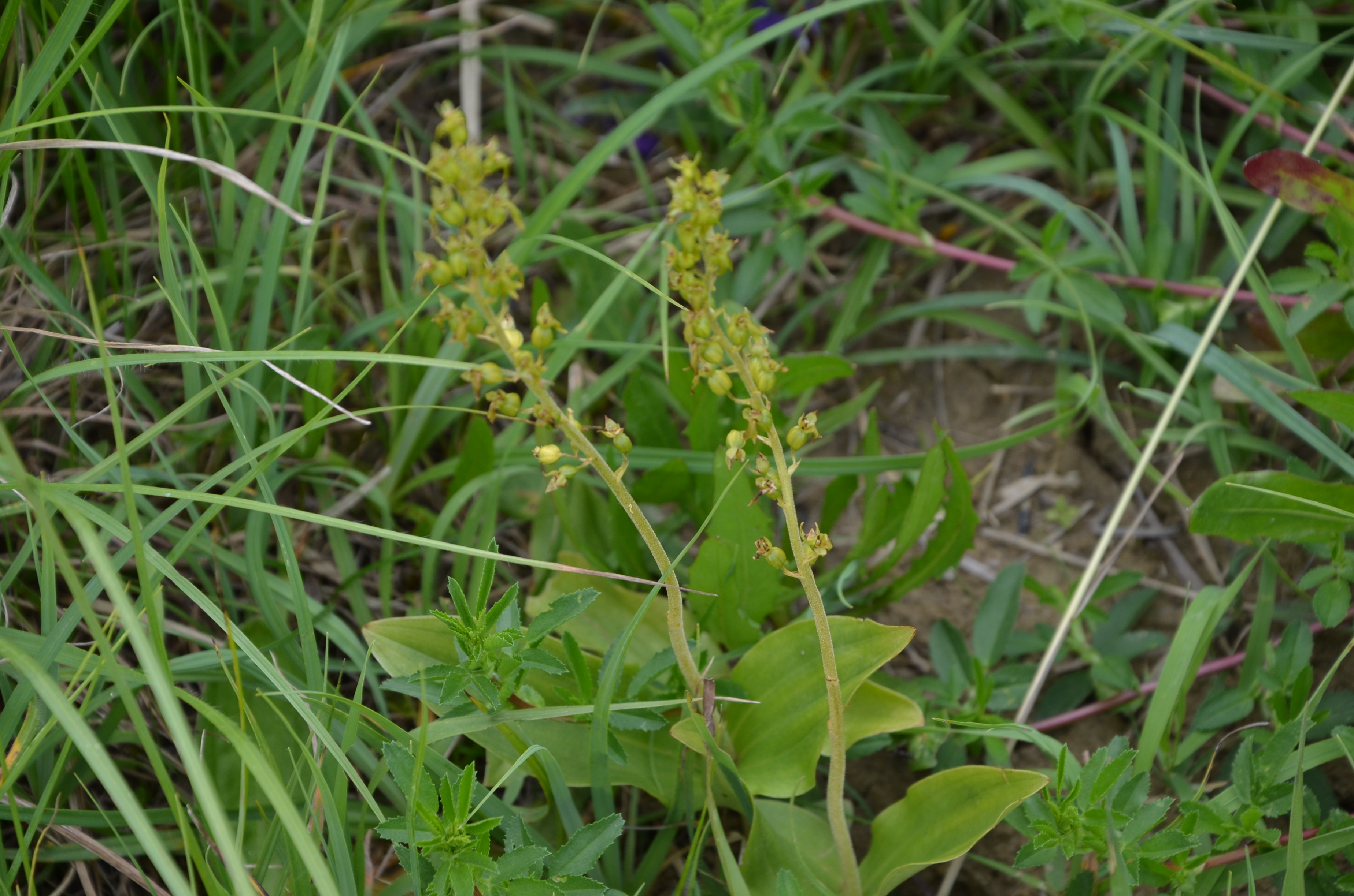 30052014151546 2454 art 1515 dsc 4955