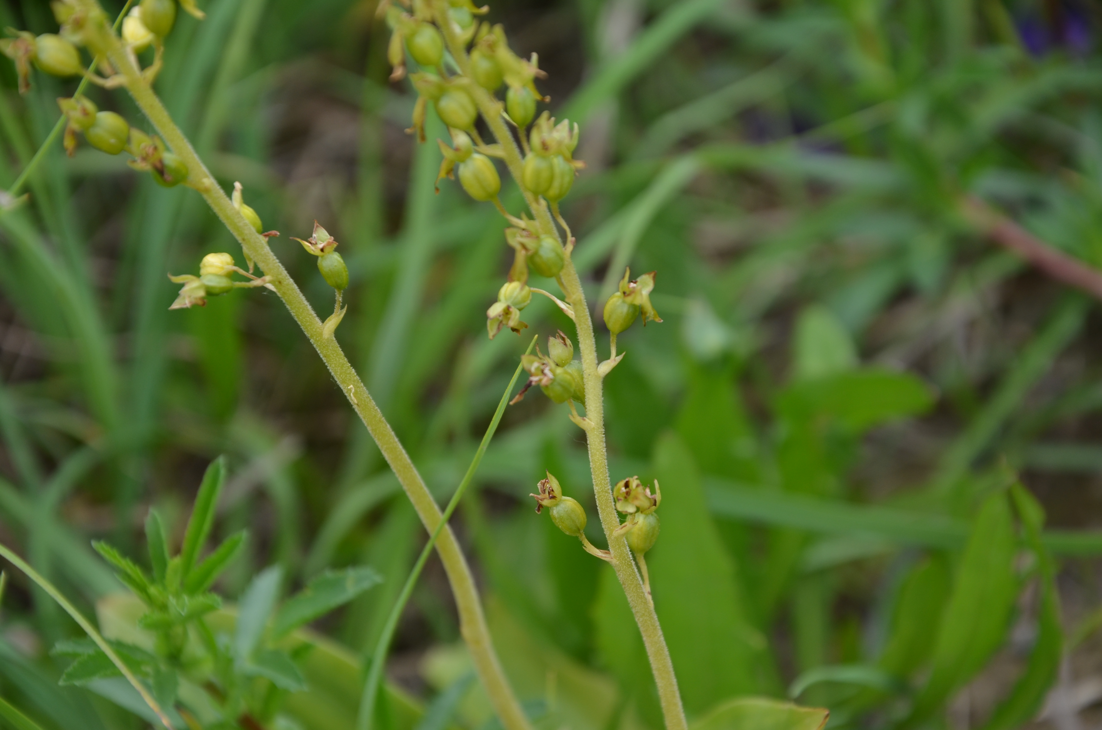 30052014151927 2455 art 1515 dsc 4958