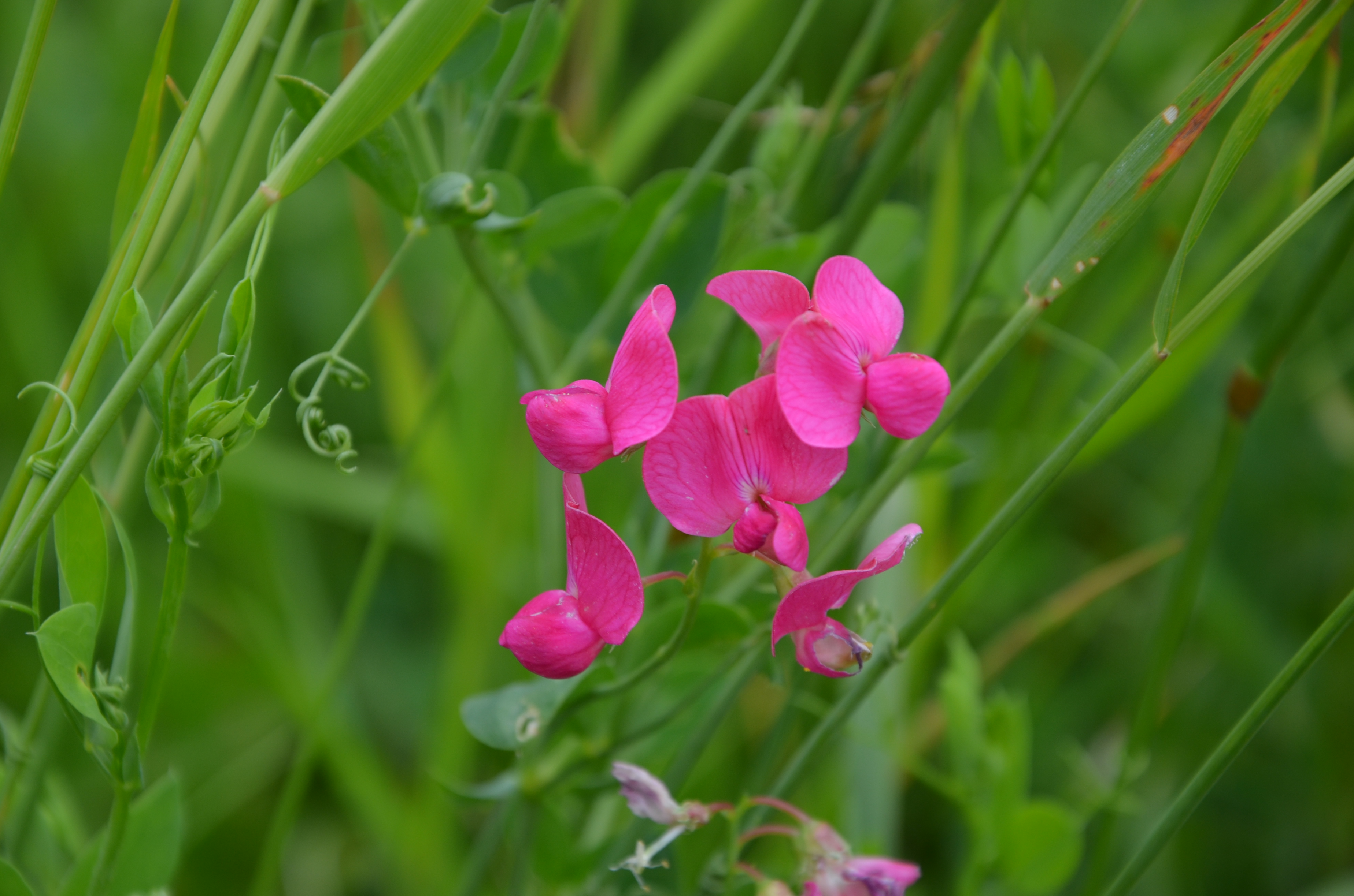 30052014152842 2456 art 1516 dsc 4947