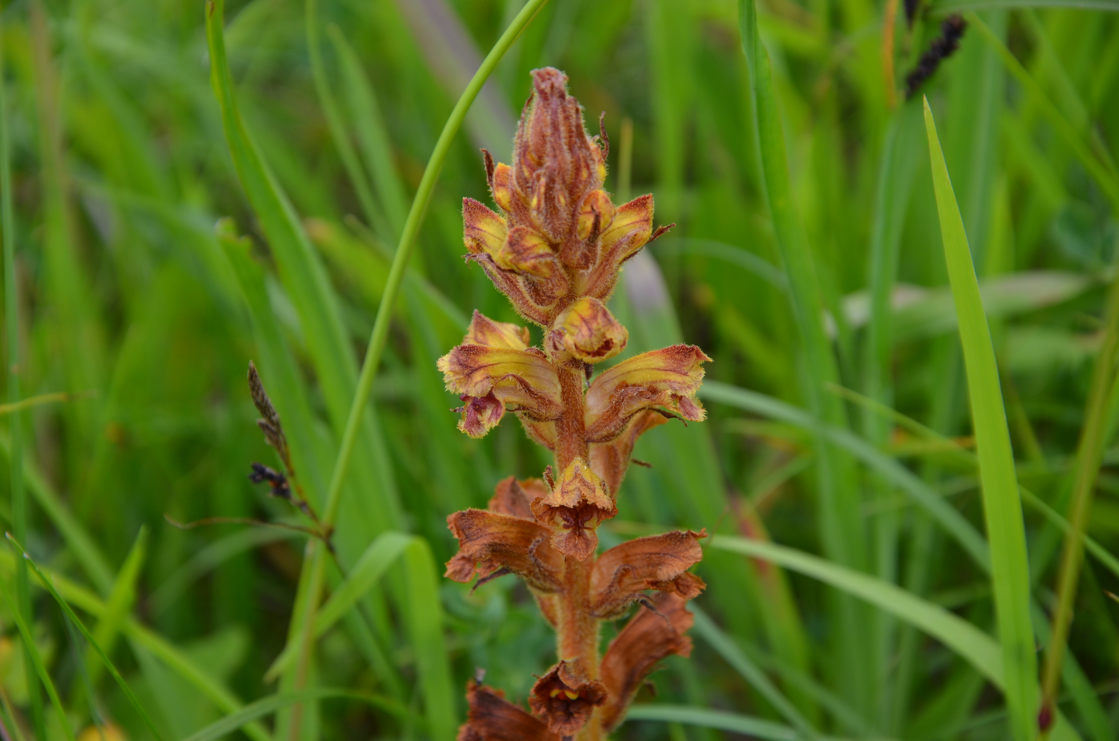 30052014155240 2457 art 1517 dsc 4950