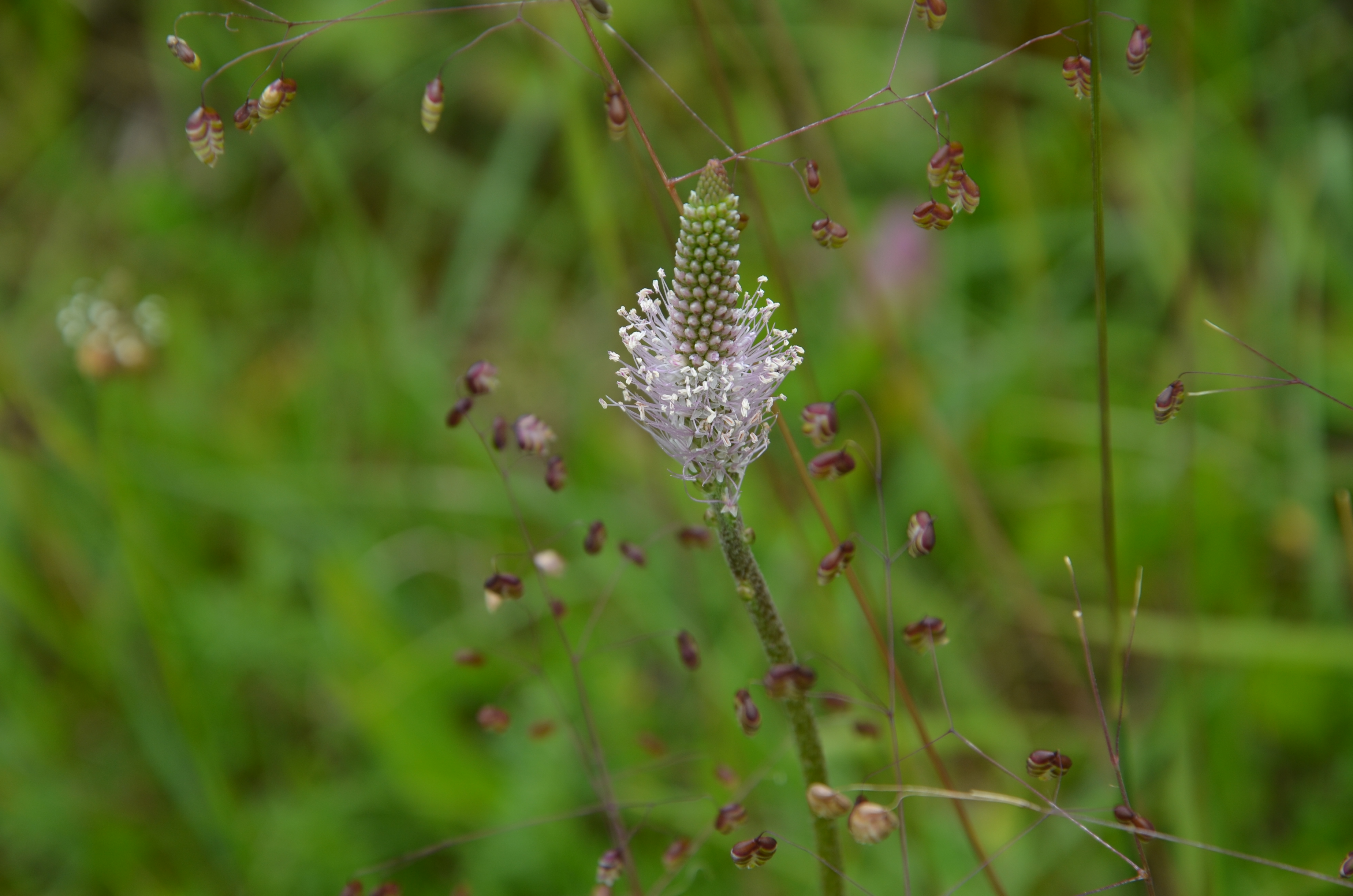 30052014160209 2458 art 1518 dsc 4966