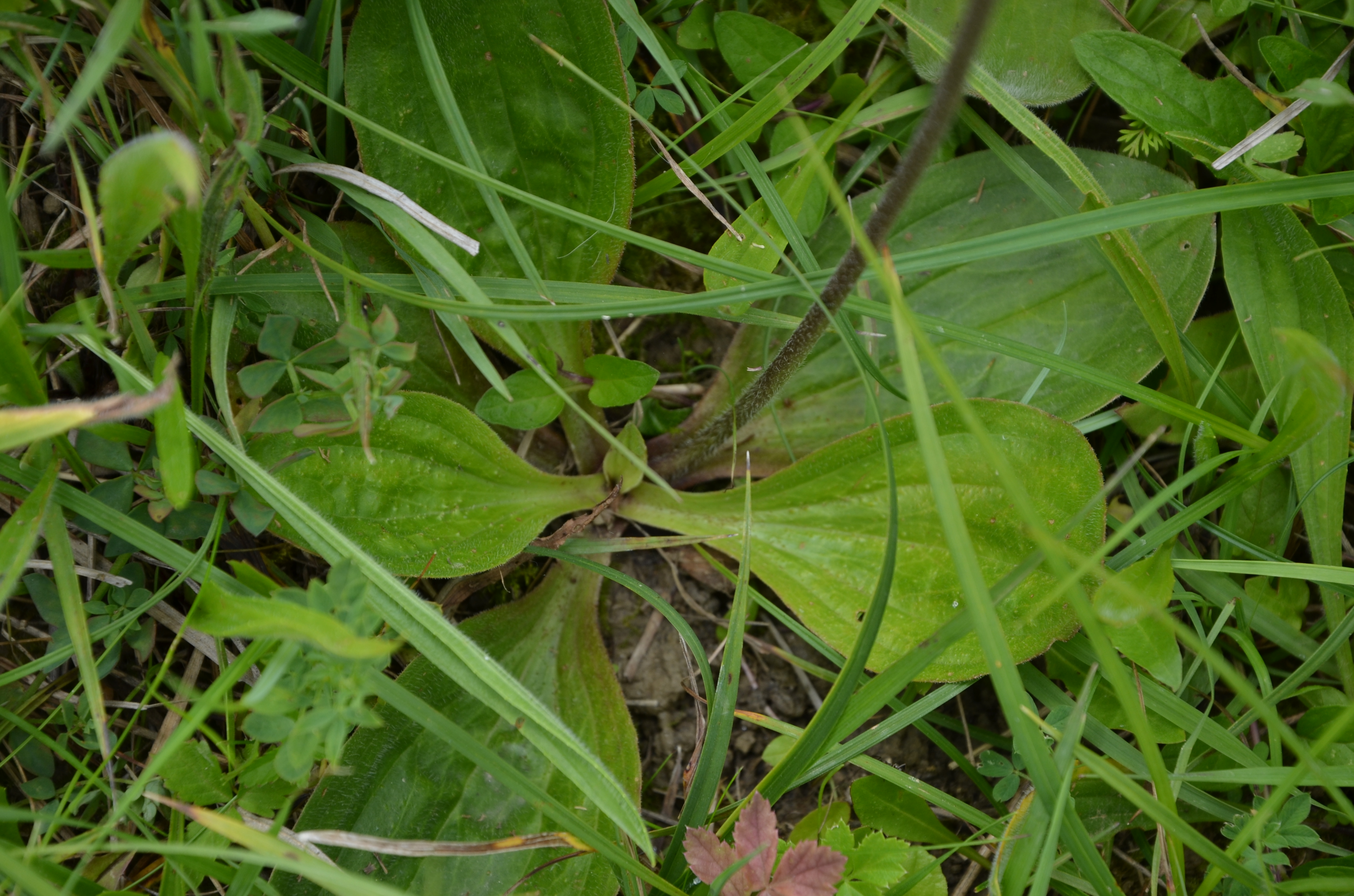 30052014160351 2459 art 1518 dsc 4968