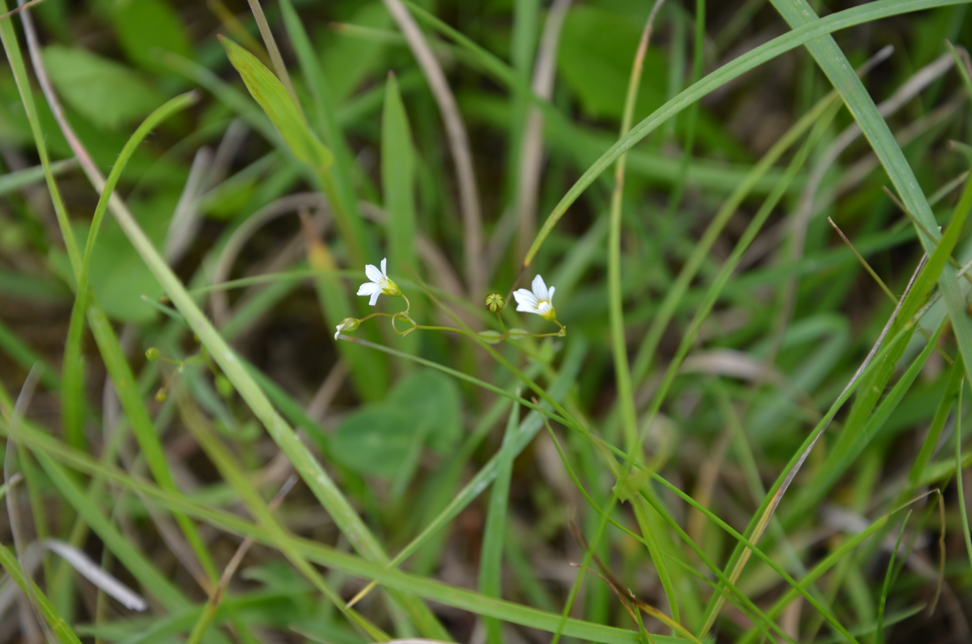 30052014163338 2461 art 1521 dsc 4961