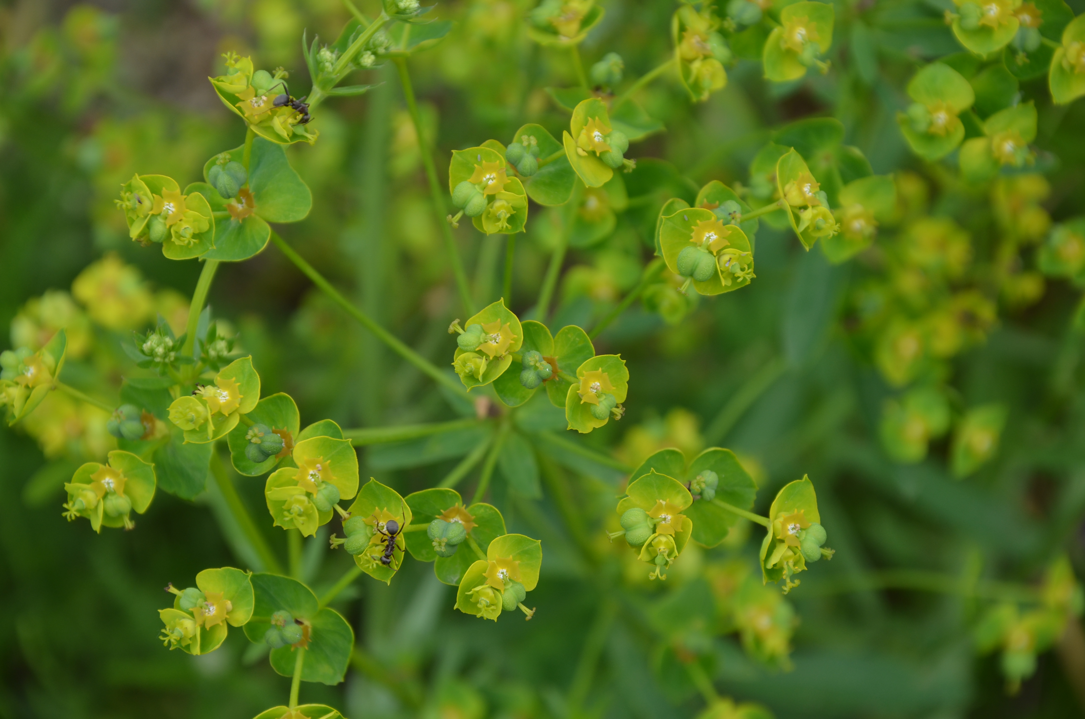 30052014171305 2462 art 1522 dsc 4976