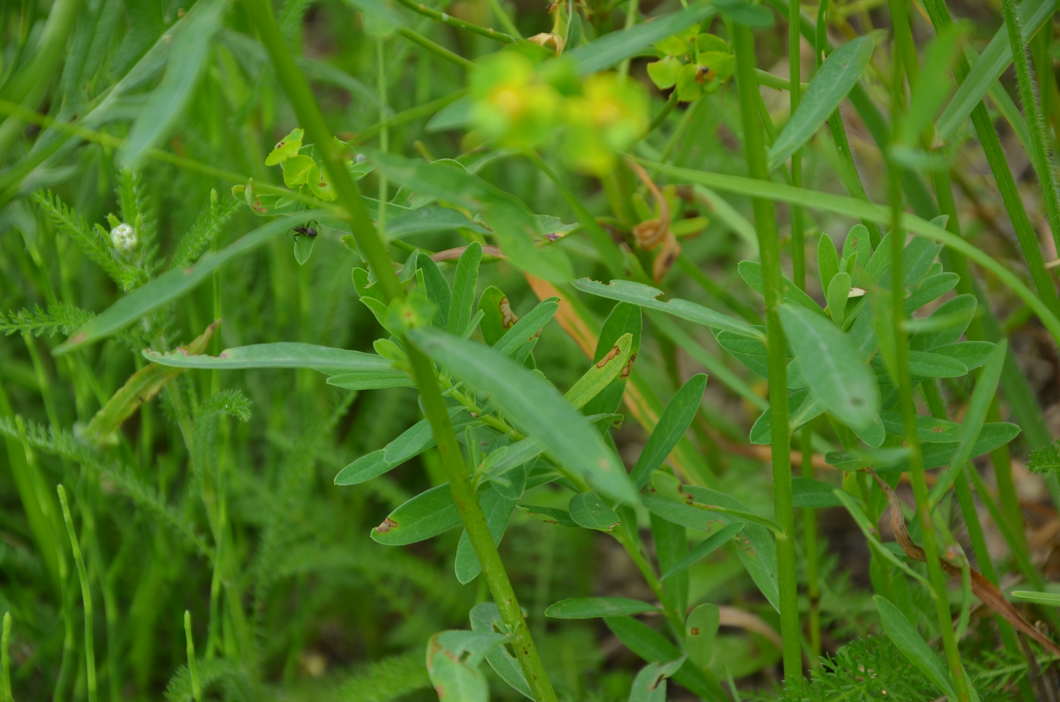 30052014171516 2463 art 1522 dsc 4977