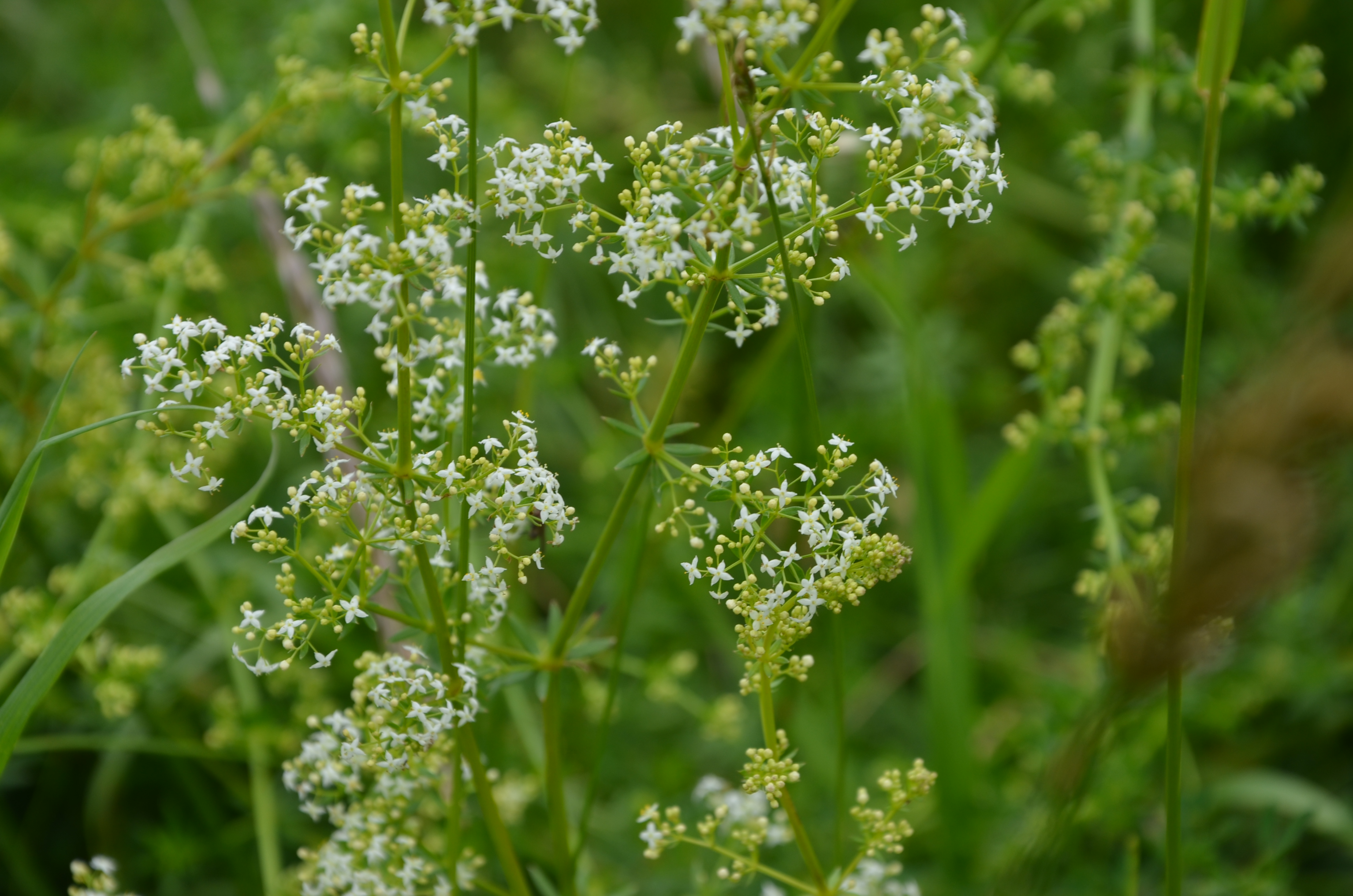 30052014172323 2464 art 1302 dsc 4981