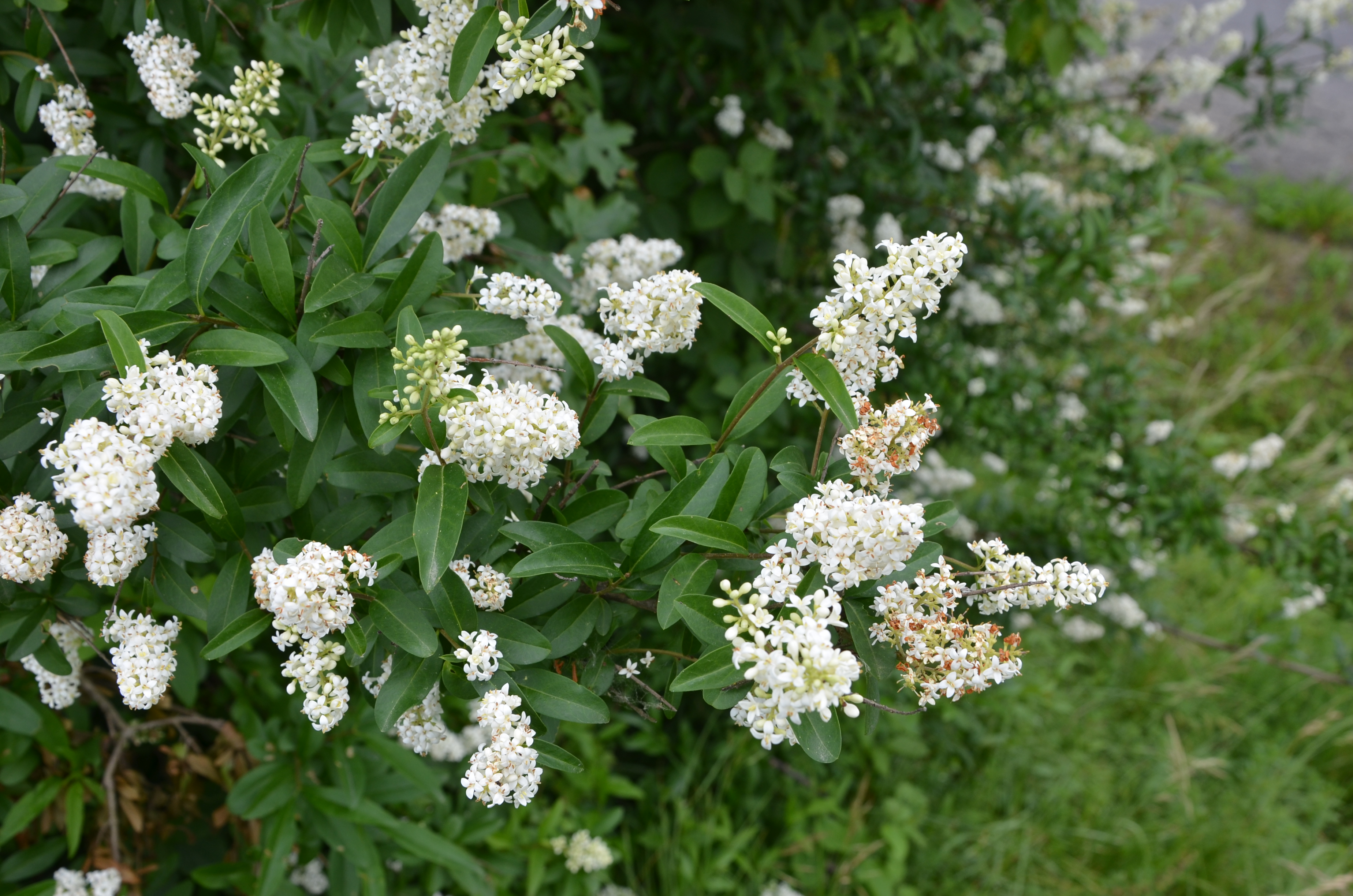 30052014172727 2465 art 265 dsc 4988