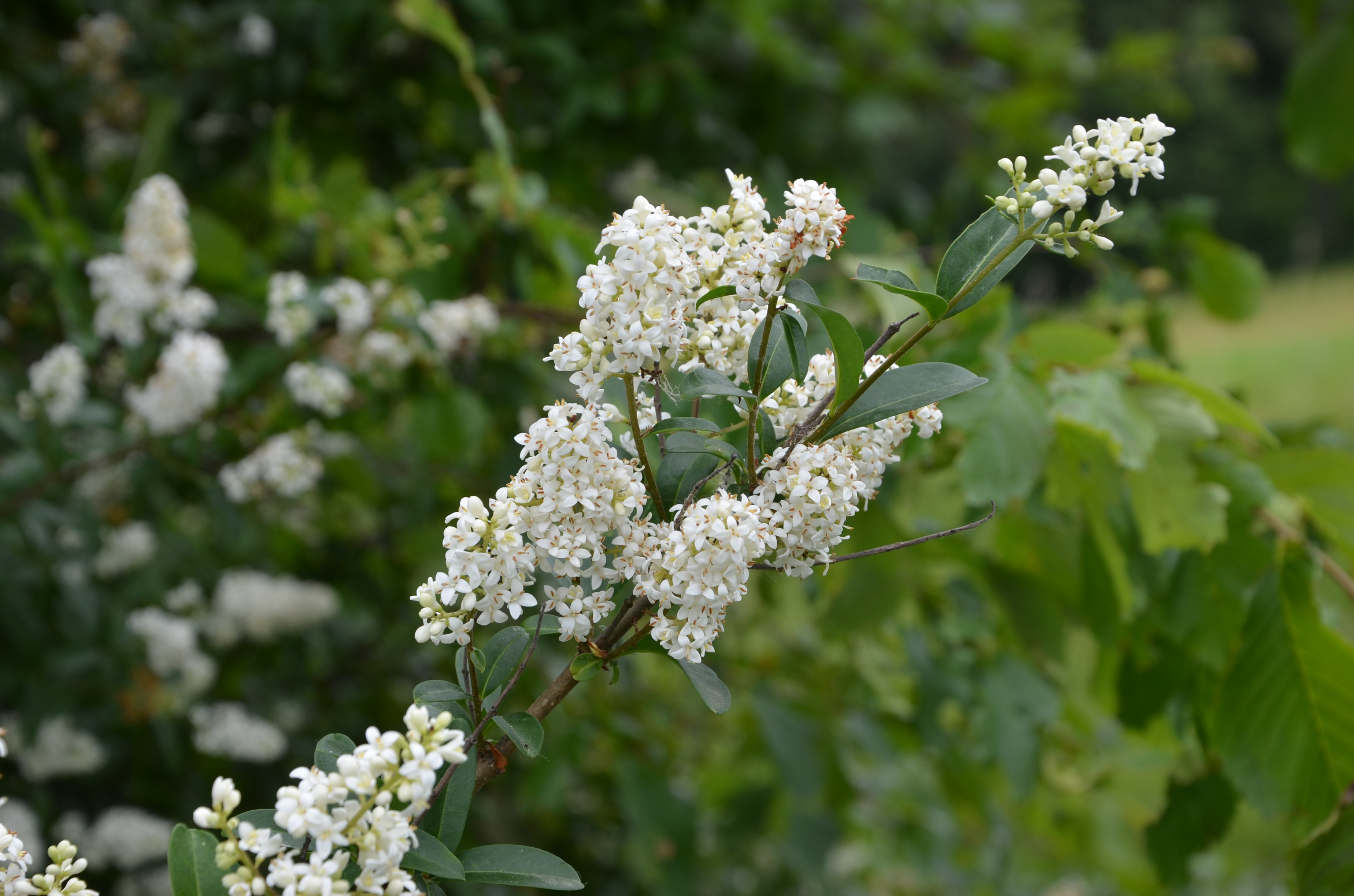 30052014172925 2466 art 265 dsc 4987