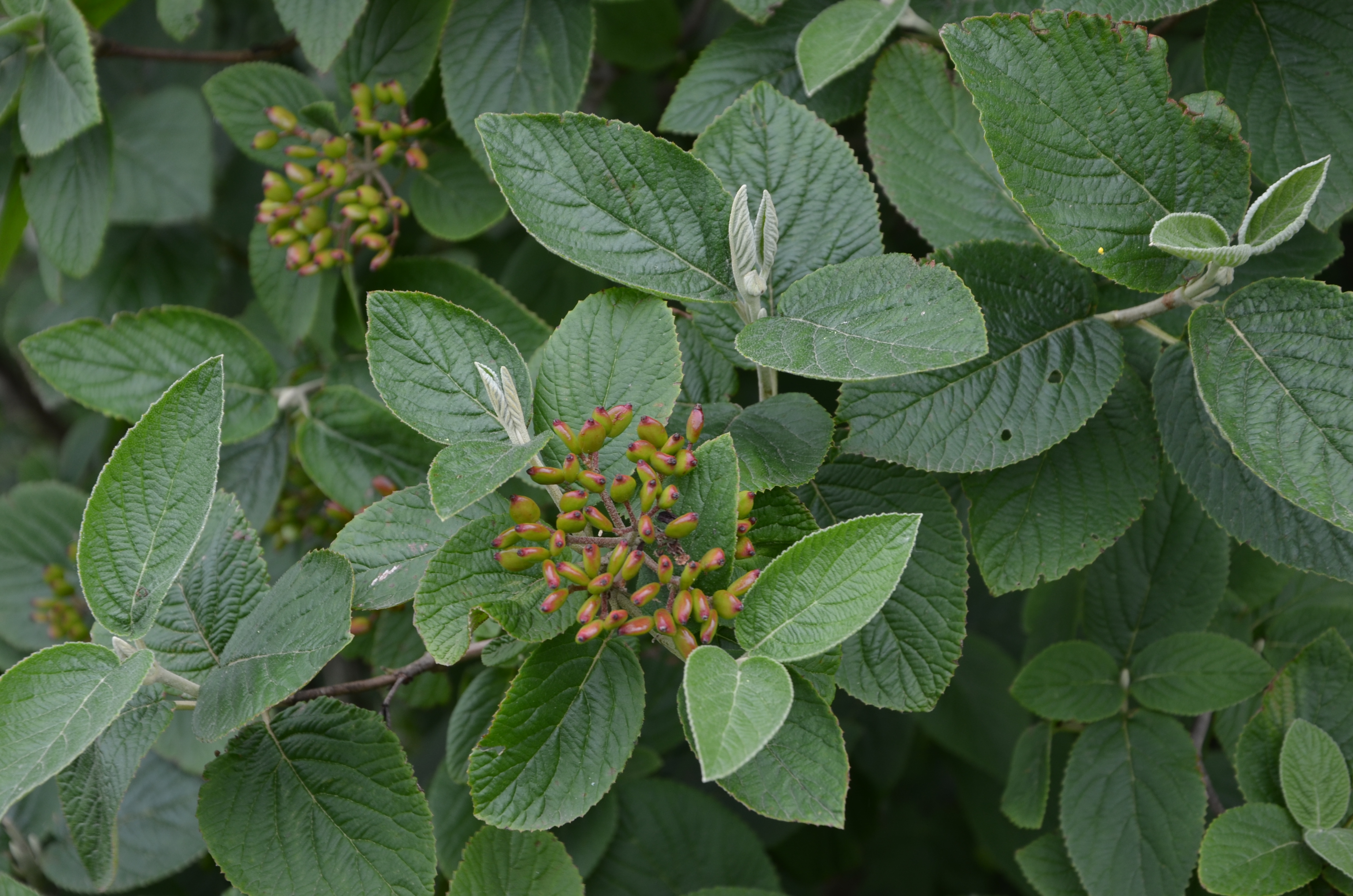 30052014174115 2467 art 1523 dsc 4989