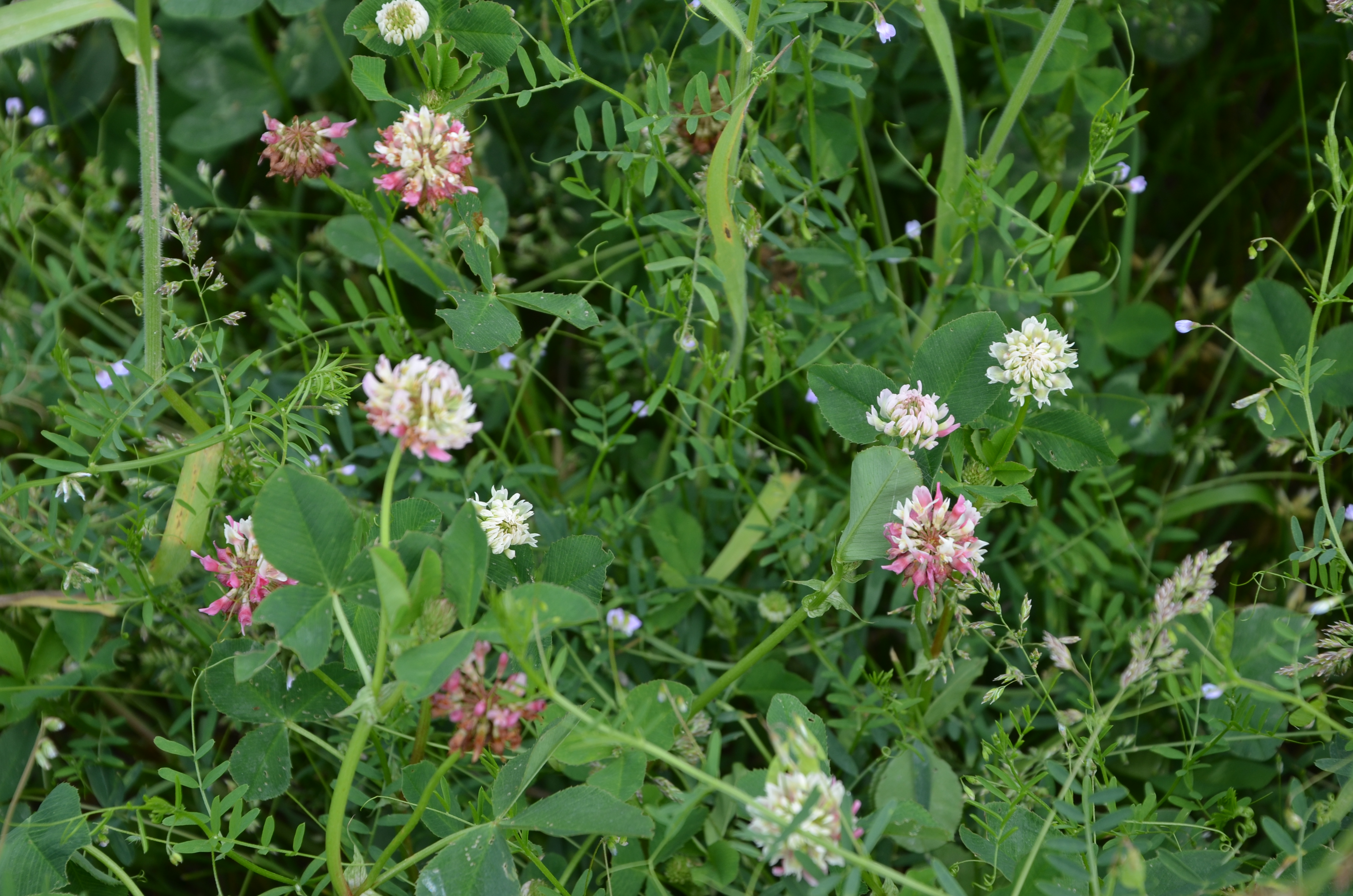 30052014175328 2468 art 1524 dsc 4991