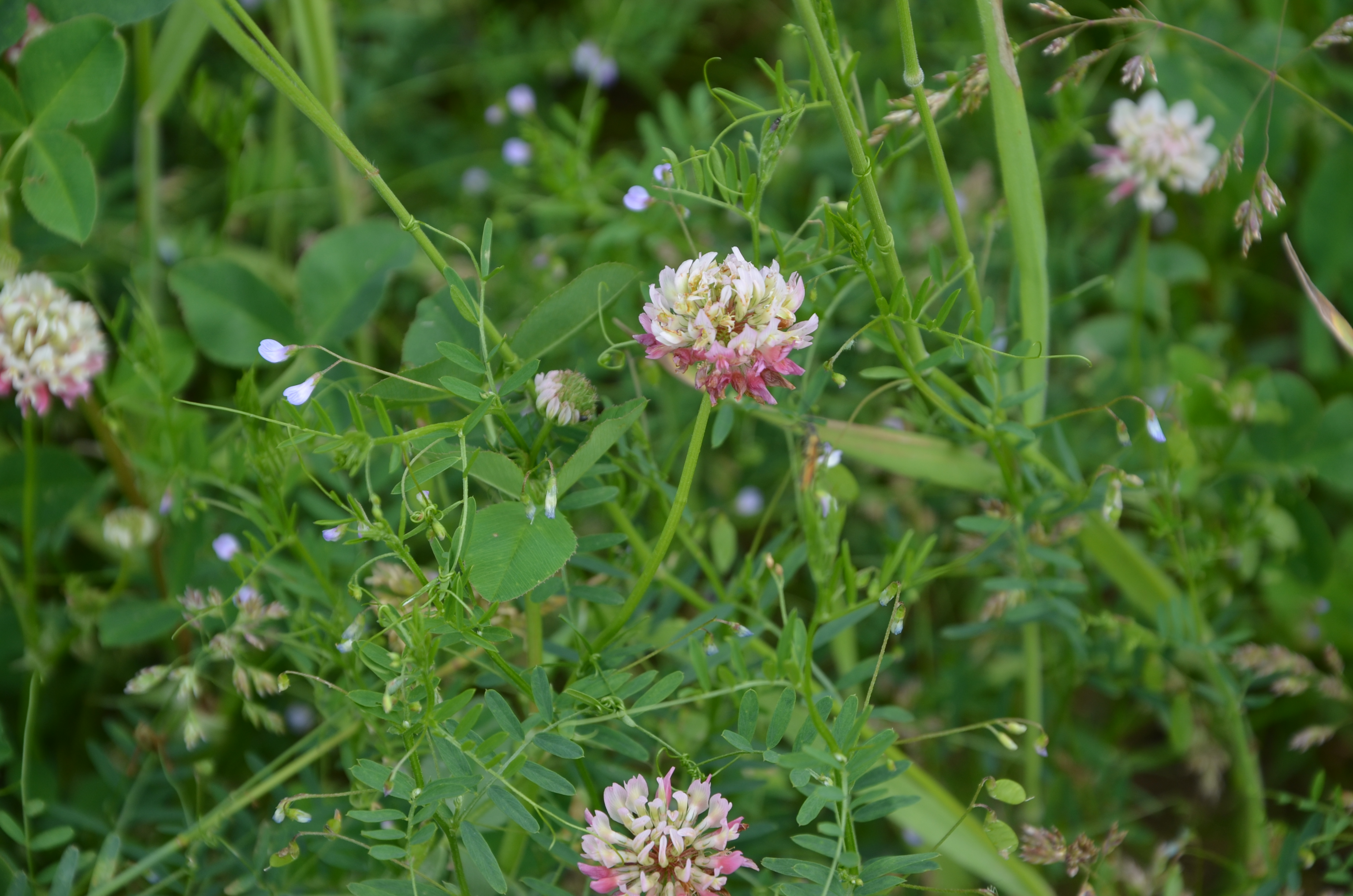 30052014175550 2469 art 1524 dsc 4990