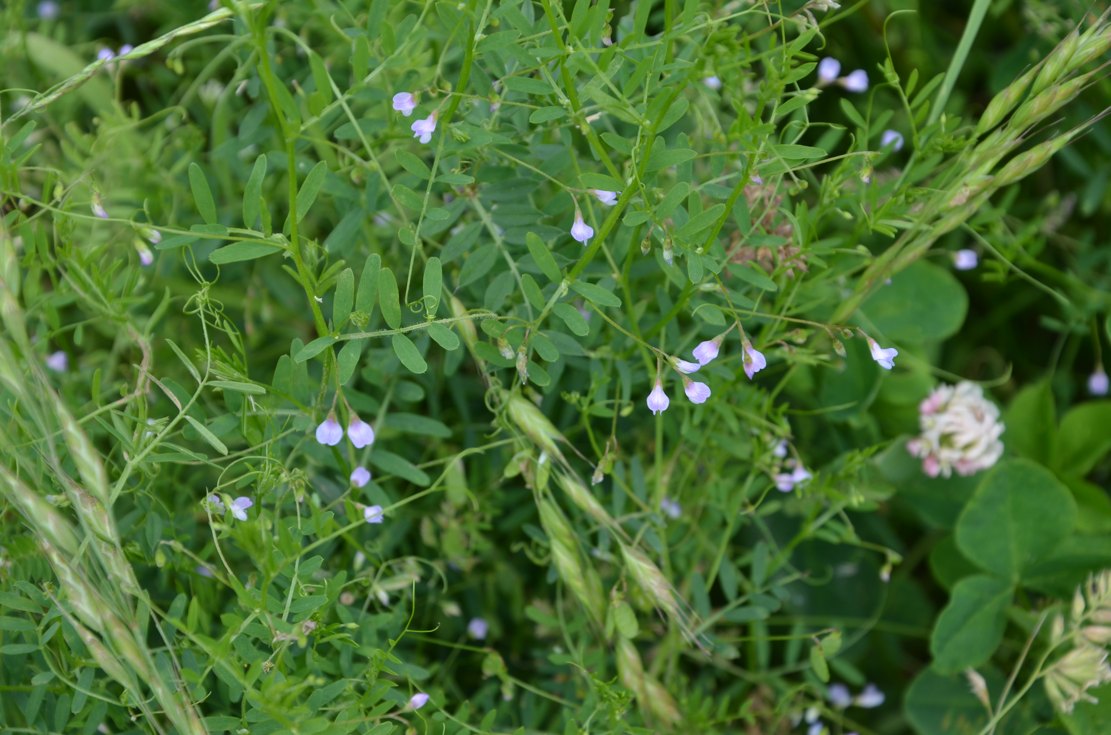 30052014190516 2470 art 1525 dsc 4992