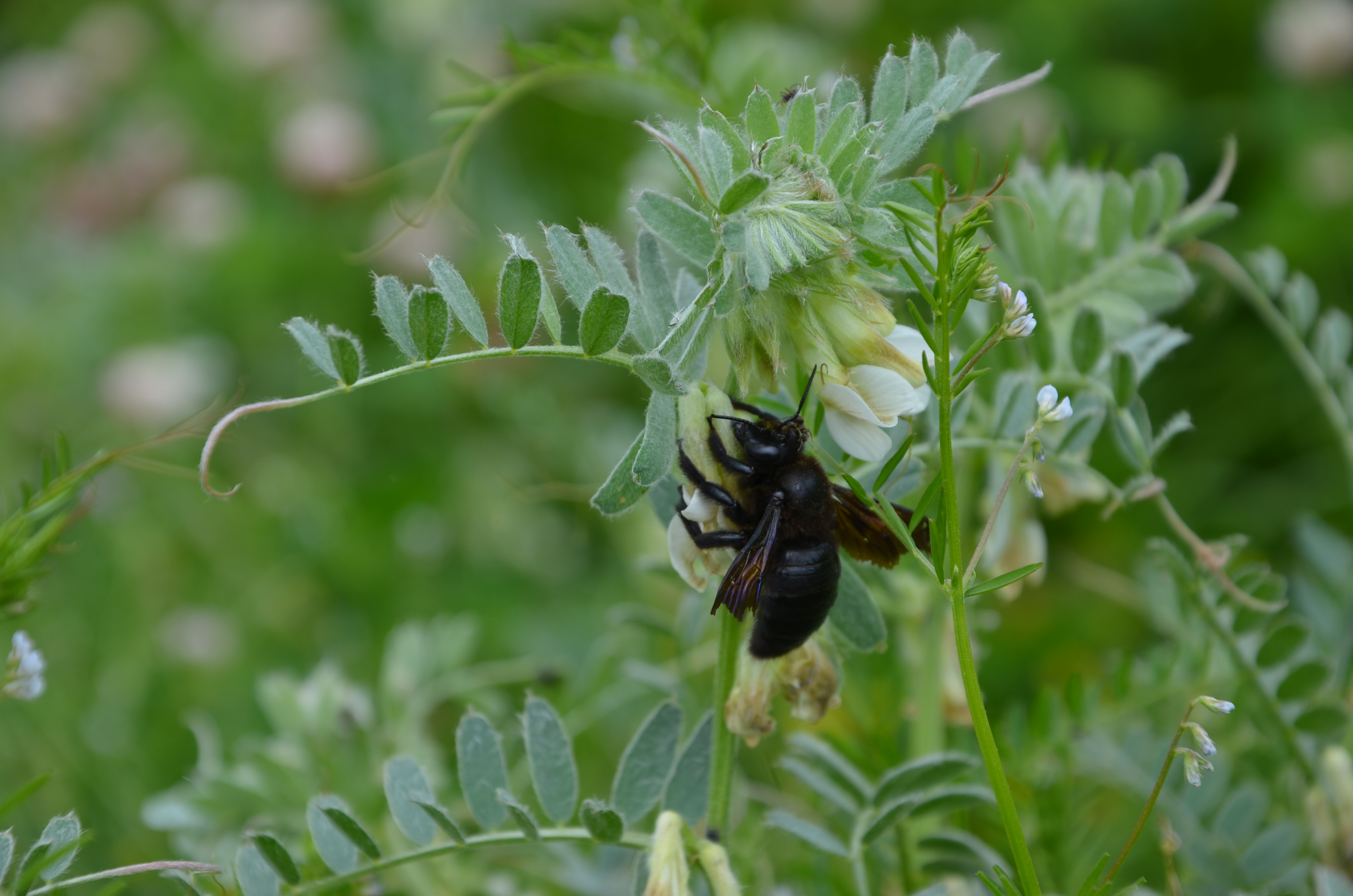 30052014192025 2472 art 1526 dsc 4998