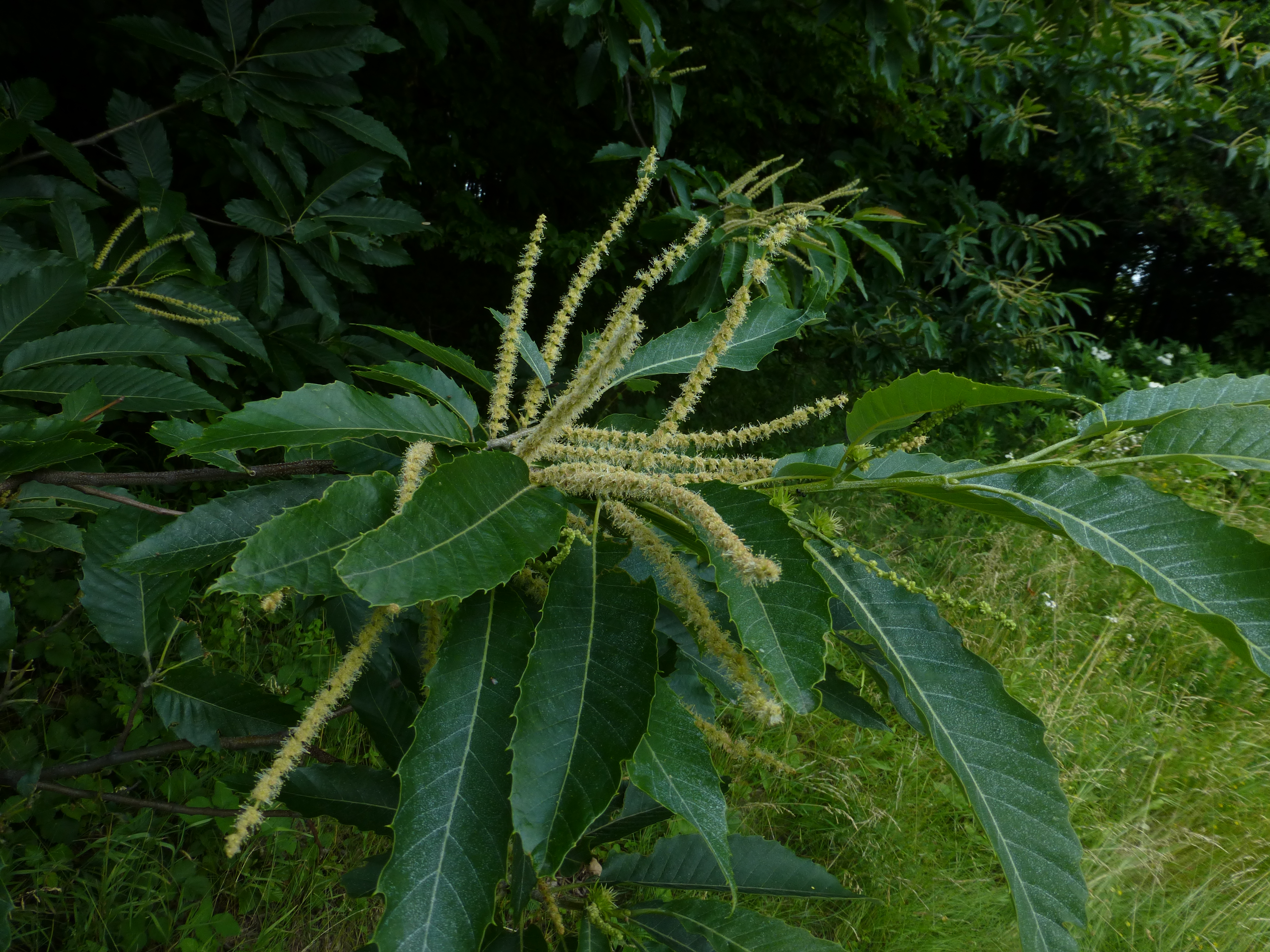 30062013104313 1066 art 475 castanea sativa 5