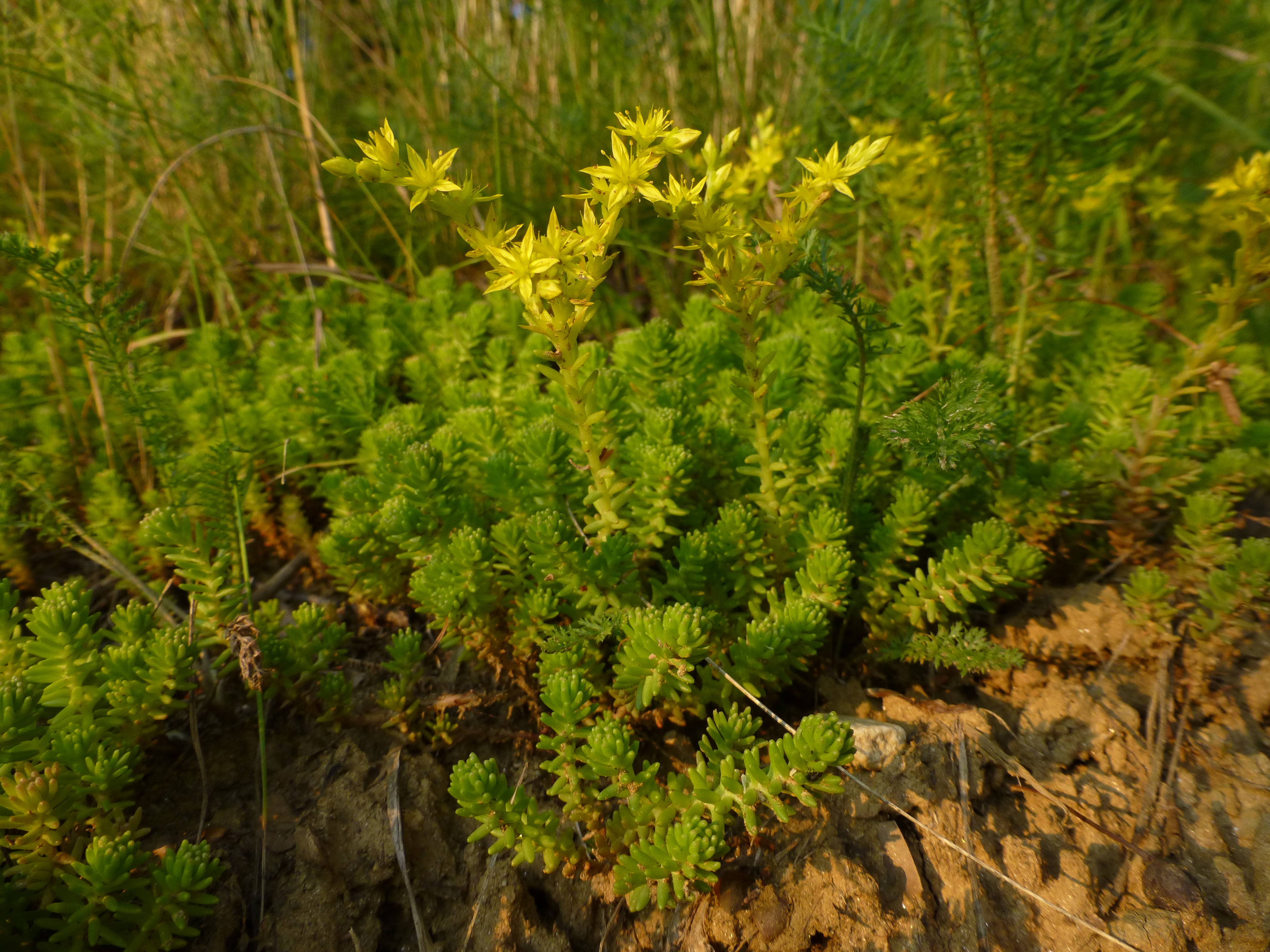 30062013105707 1070 art 548 sedum sexangulare 5