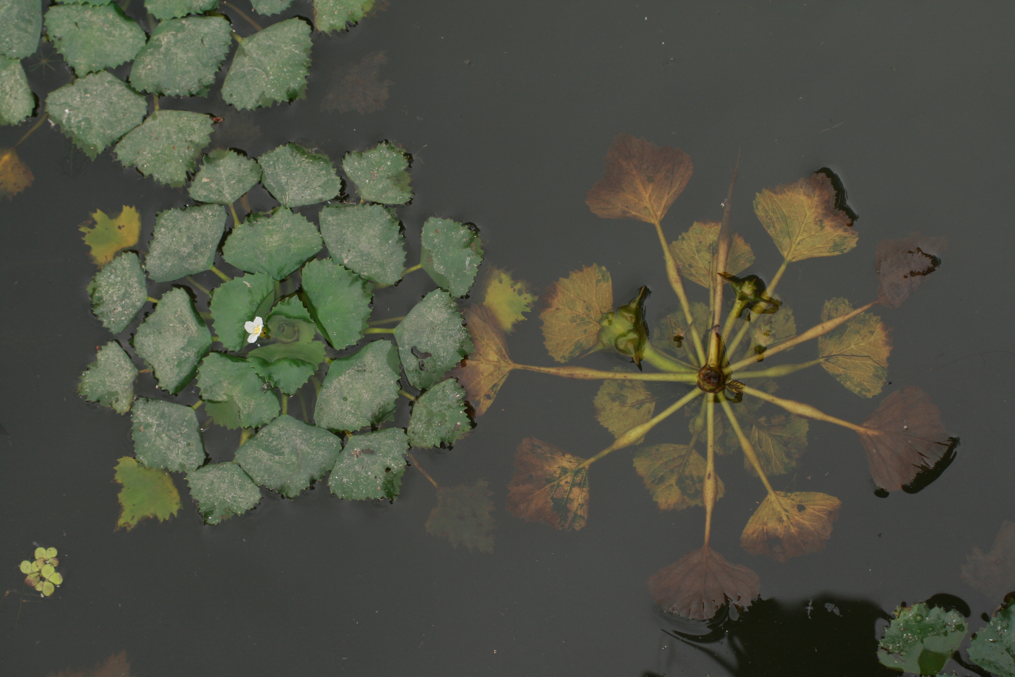 30072013095446 1201 art 1066 trapa natans halbenrain herrschatfsteich zxy 096 13