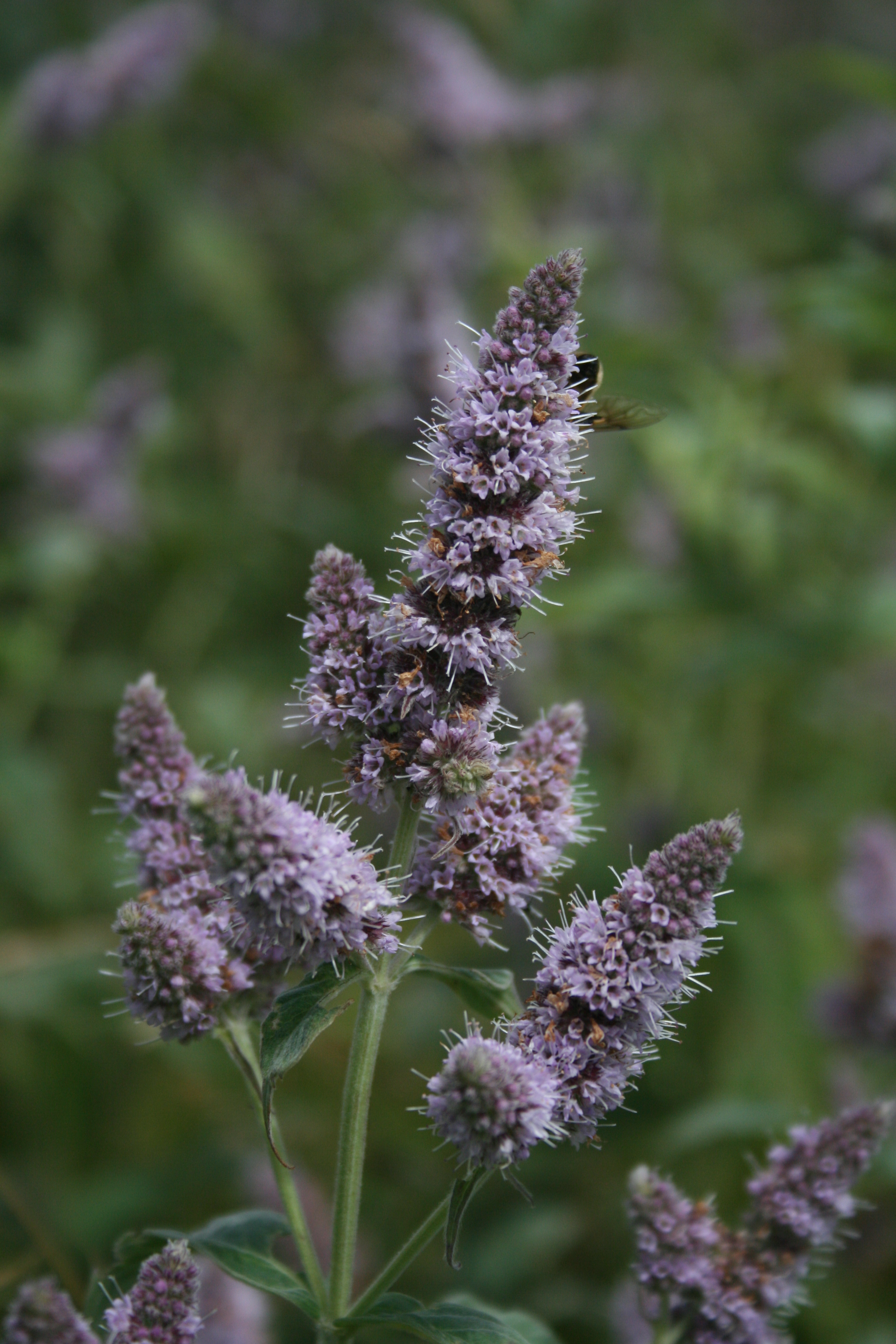30072013102812 1203 art 1052 mentha longifolia miesenbach b birkfeld 15 23