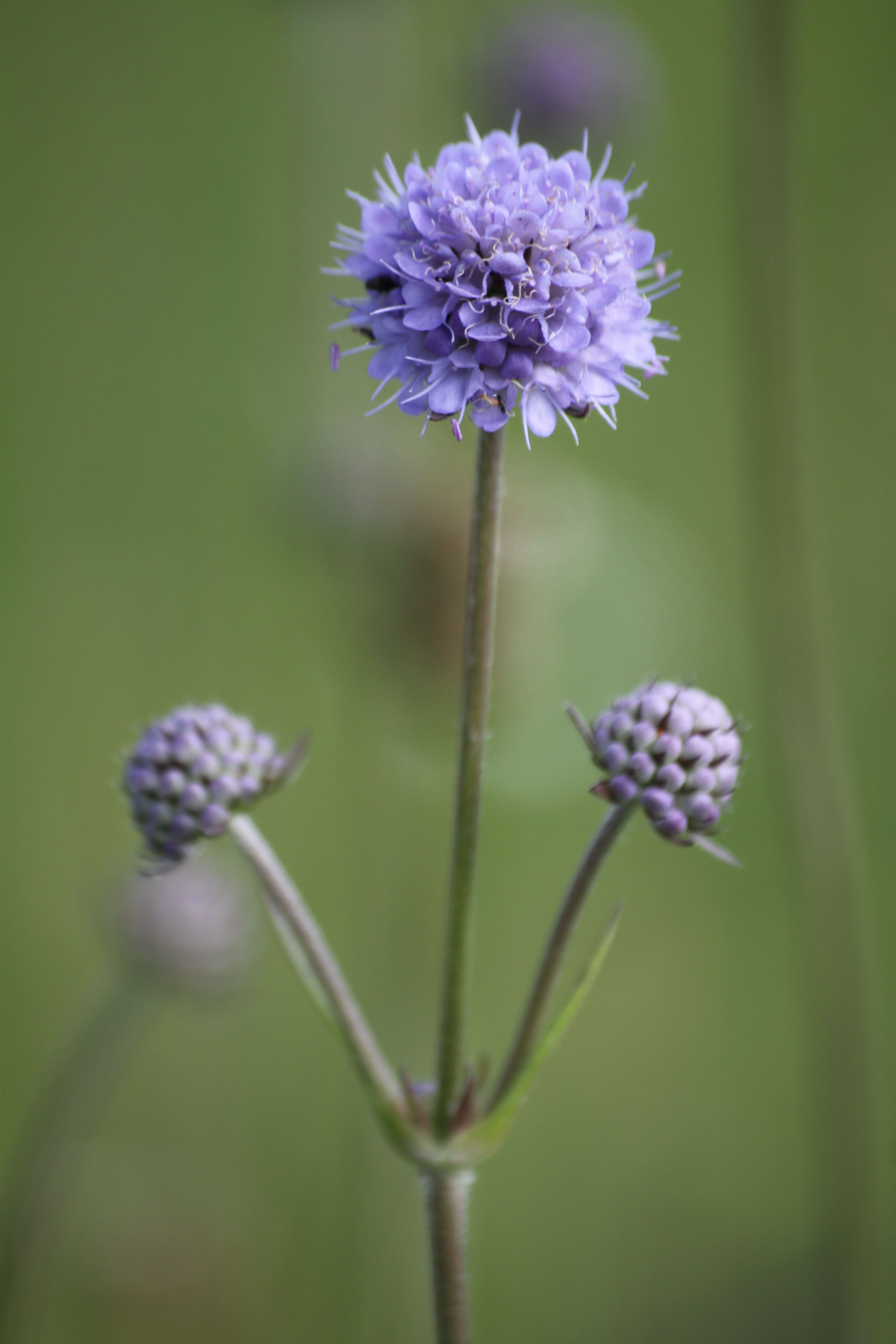 30072013163422 1204 art 345 succisa pratensis unterrohr nordl rauchmuhle 01 58