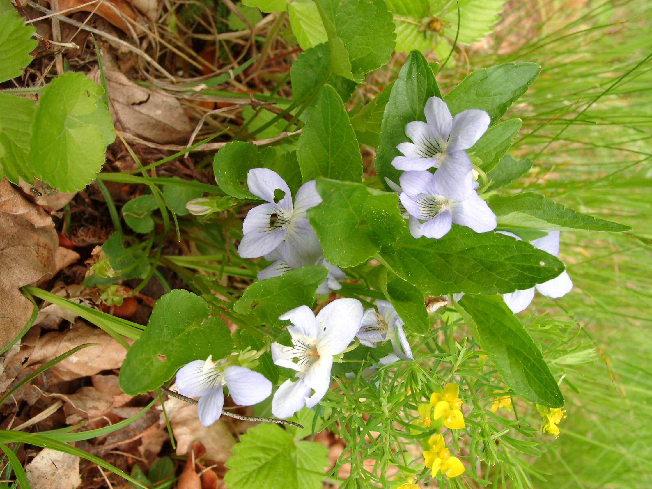 30072013163612 1205 art 1076 viola canina 05080028